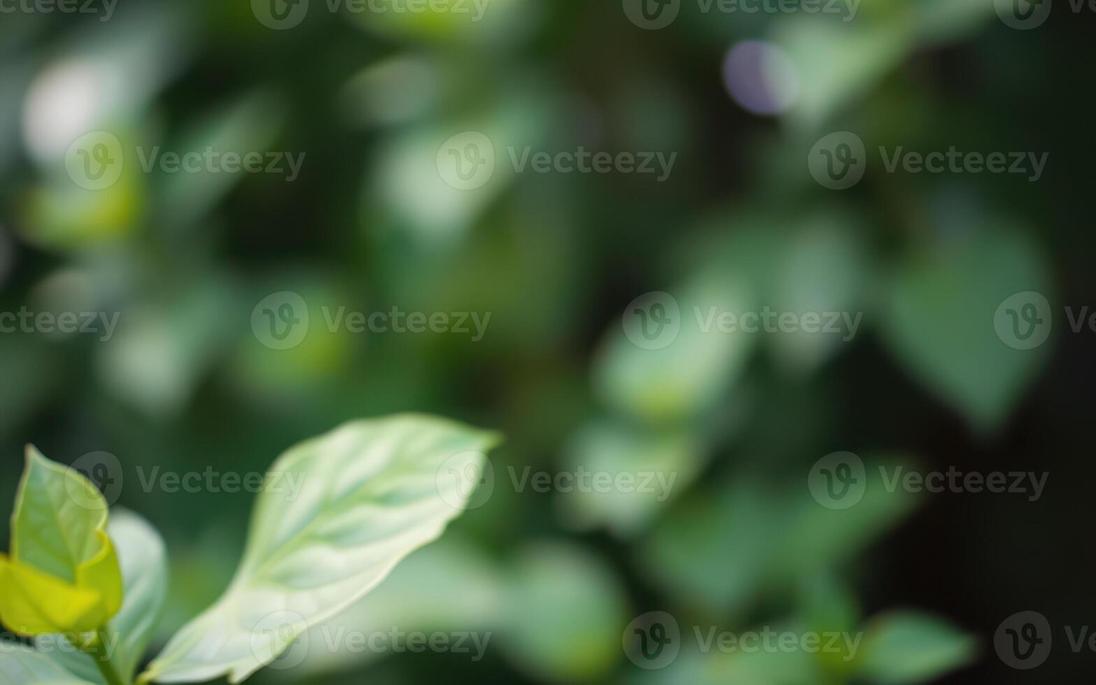 Fresh green leaves sway gently in the breeze during a warm summer day in a lush garden environment photo