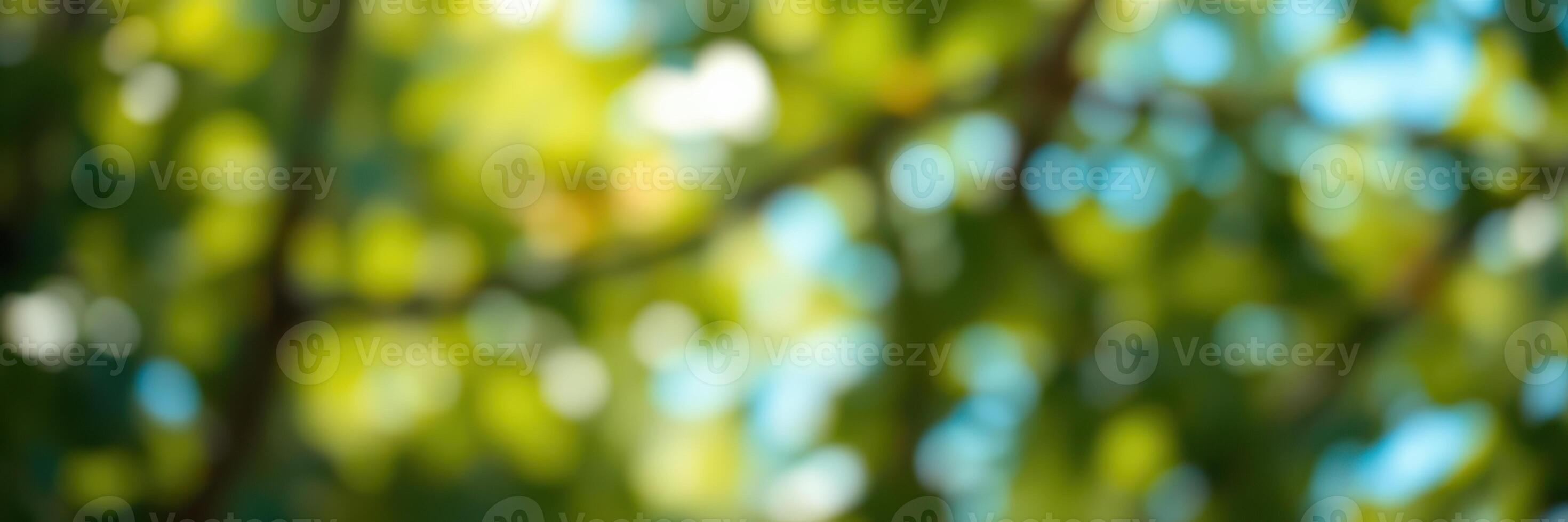 Vibrant foliage glimmers in sunlight during a serene afternoon stroll through a park photo