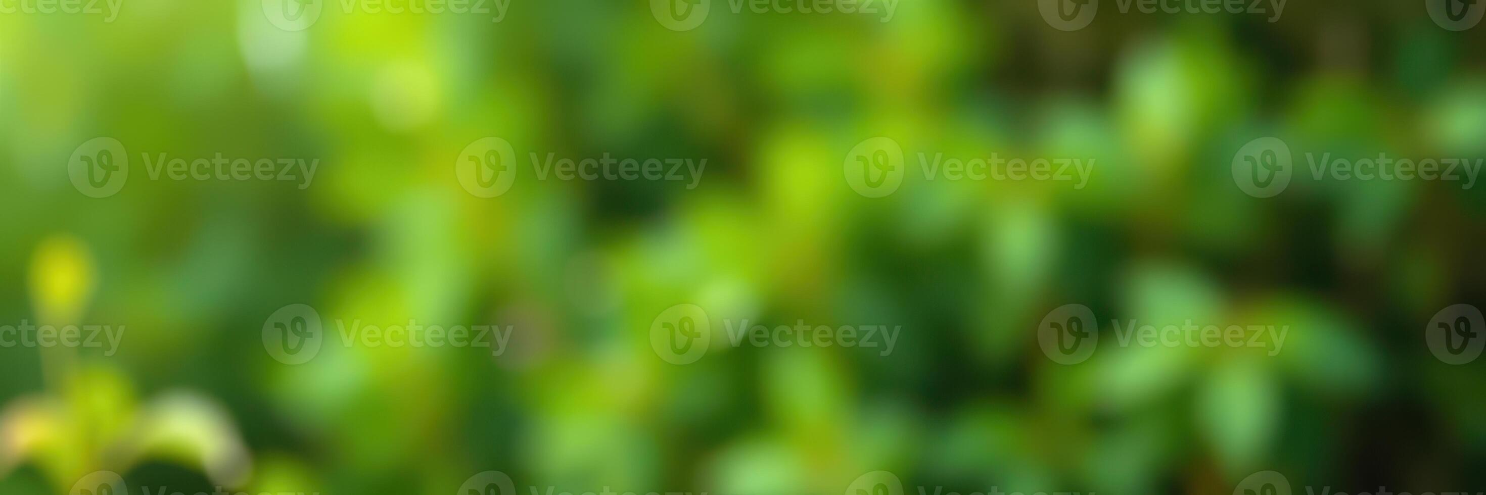 Green blurred background with soft natural light illuminating foliage in a tranquil outdoor setting during daytime photo