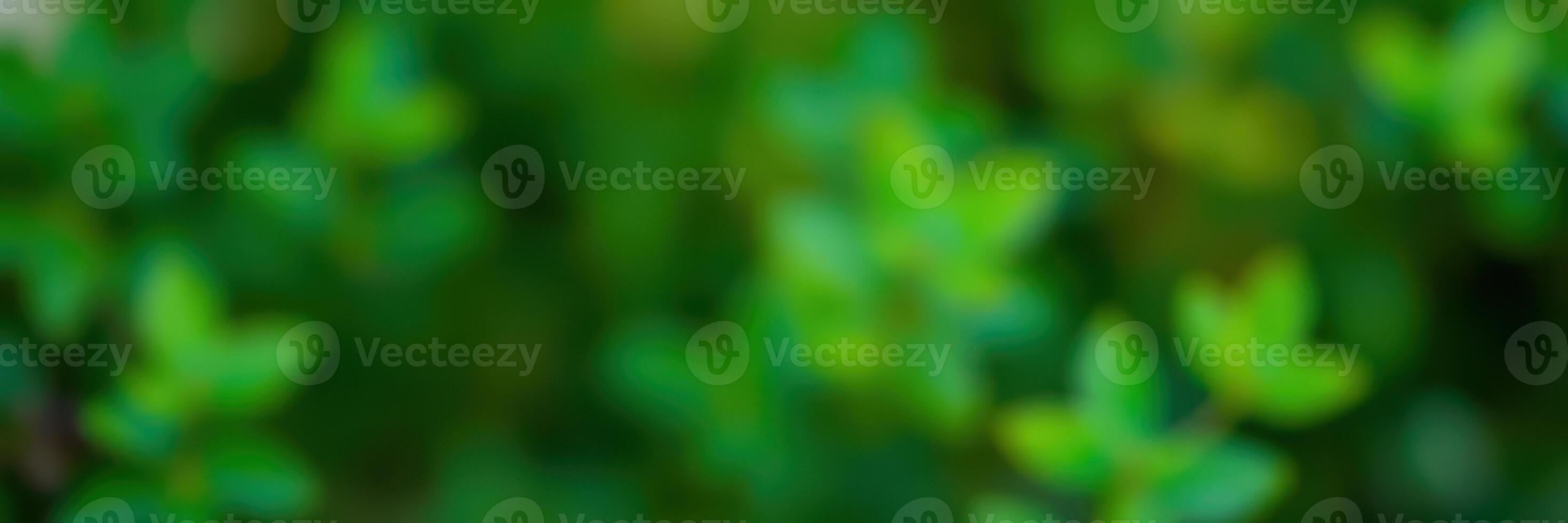 Close-up of lush green leaves illuminated by soft sunlight in a serene natural setting during daytime hours photo