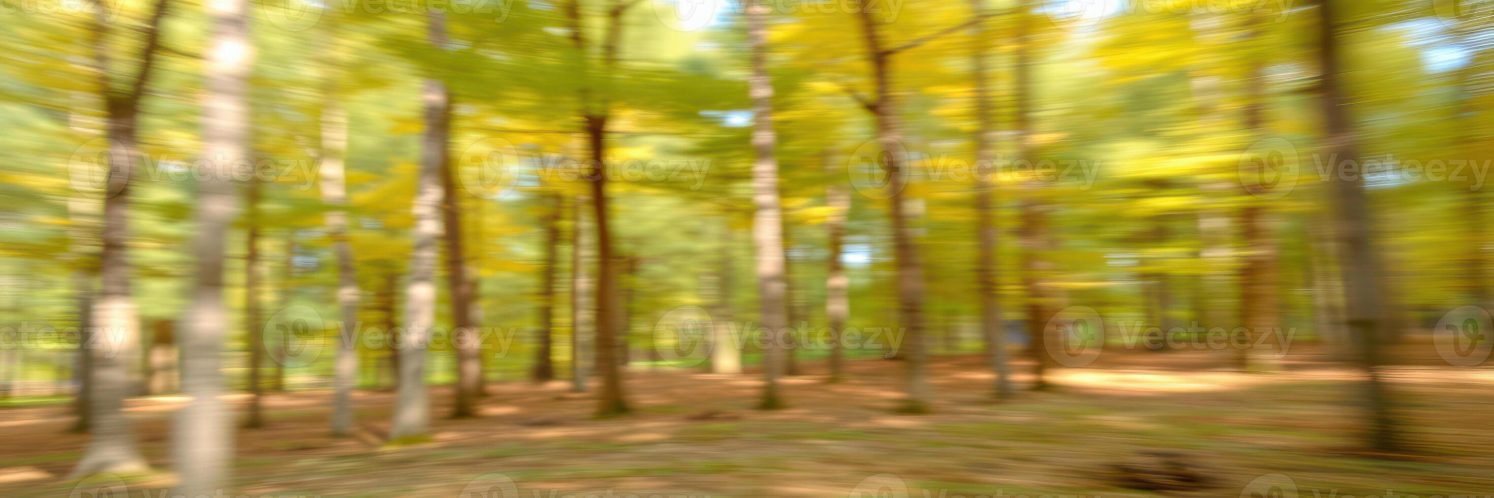 Vibrant autumn foliage fills a serene forest with golden and green hues during a peaceful afternoon stroll photo