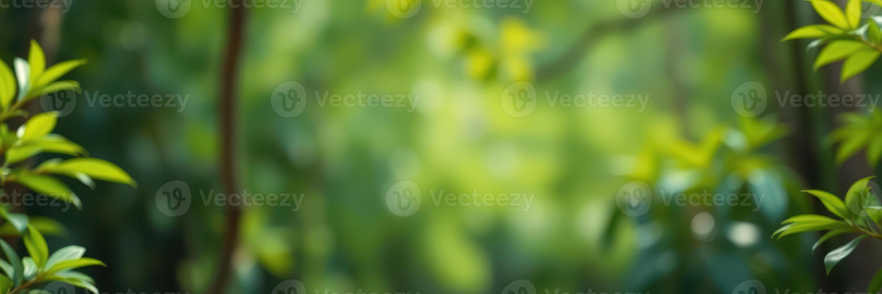 Lush greenery in a tranquil forest setting during a bright sunny day photo
