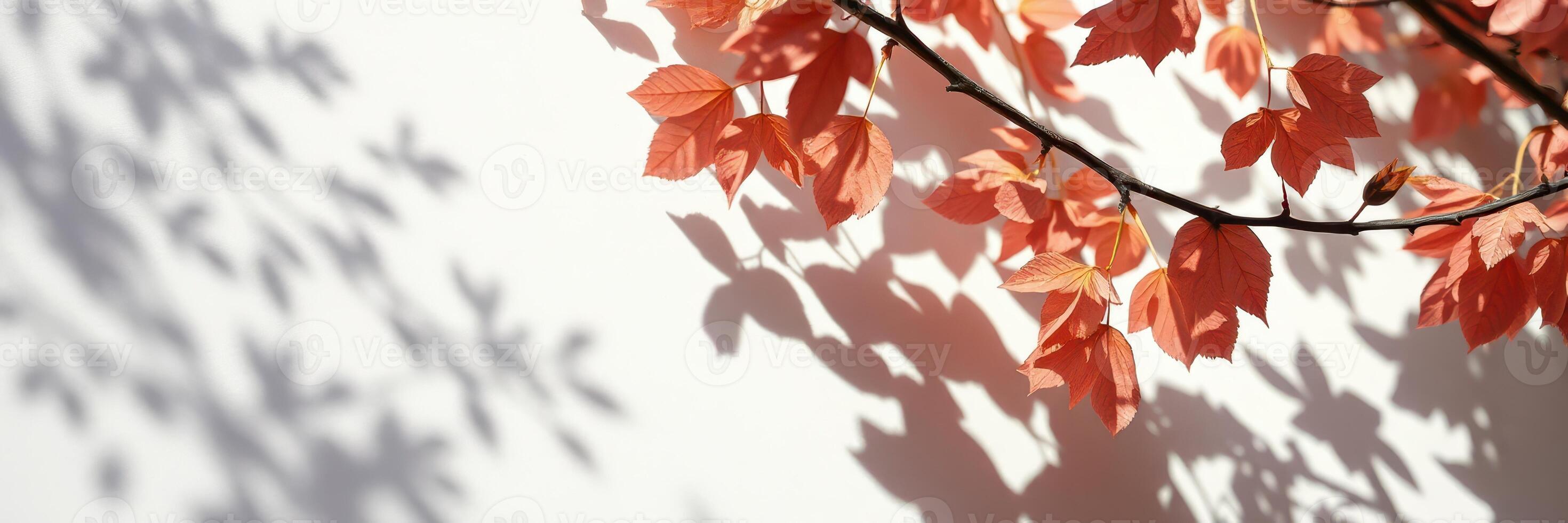Vibrant autumn leaves casting intricate shadows on a light-colored wall in a serene outdoor setting photo