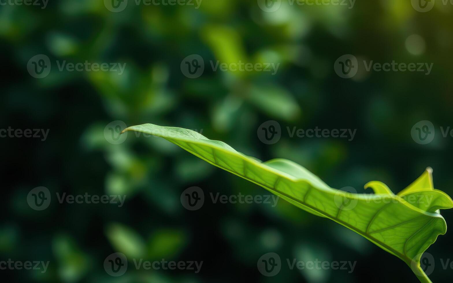 Close-up view of a vibrant green leaf in a lush garden with blurred background photo
