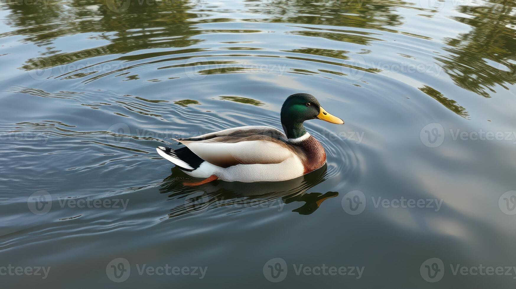 Mallard duck gliding effortlessly across a serene lake in the early morning light photo