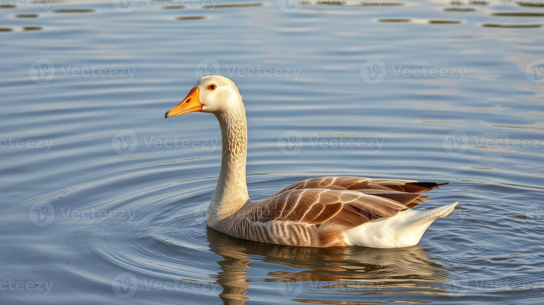 Graceful goose gliding across calm water at midday in a serene lakeside setting photo