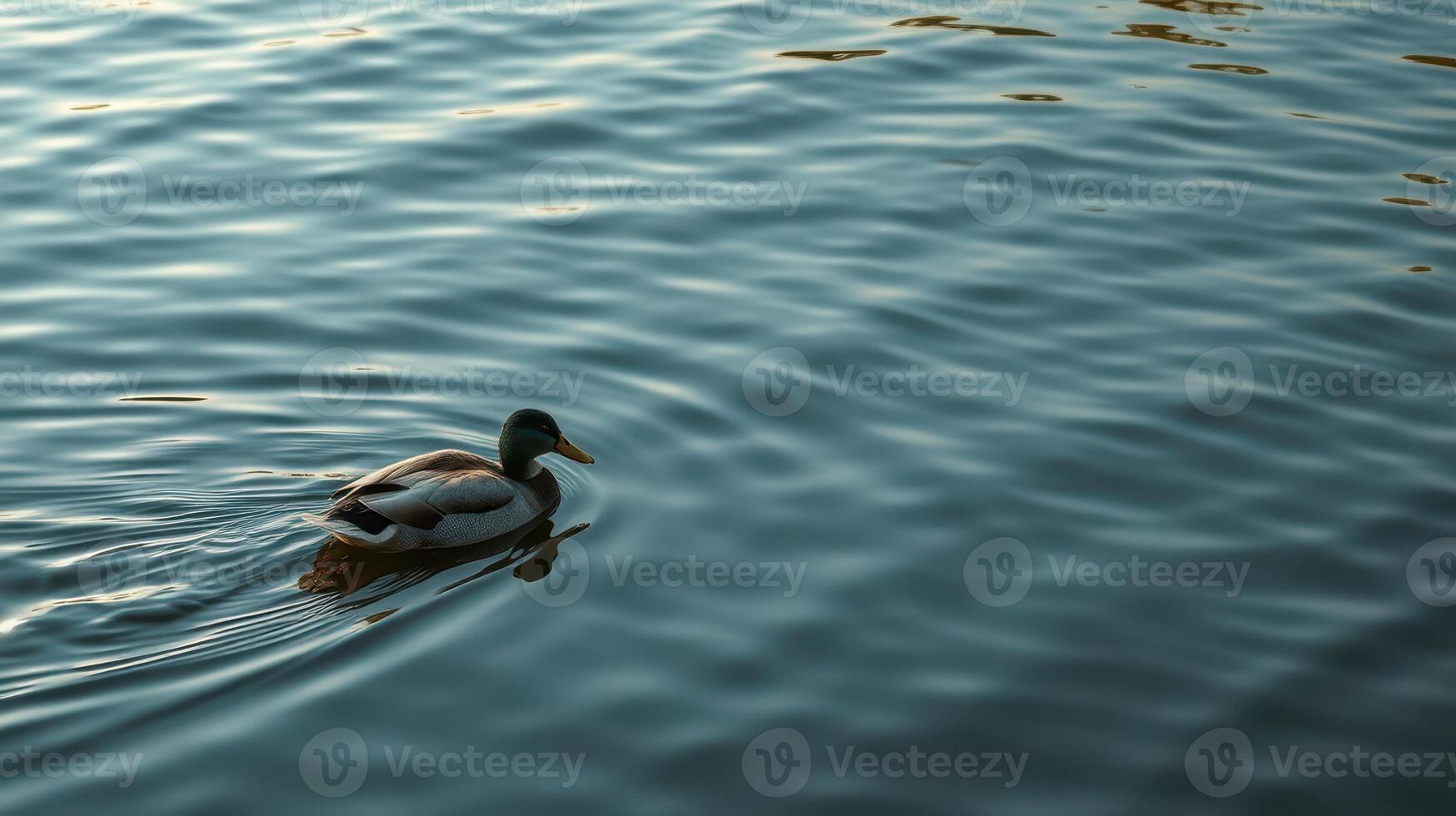 Duck swimming peacefully on a serene lake surrounded by gentle water ripples in the late afternoon sunlight photo