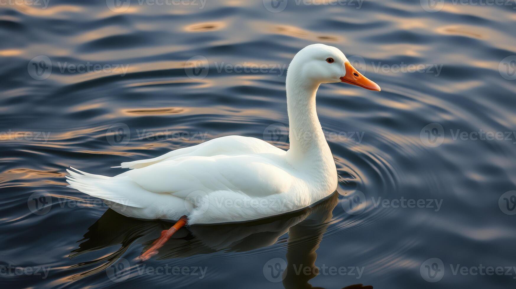 White duck swimming gracefully in calm waters during sunset hours at a tranquil lakeside location photo