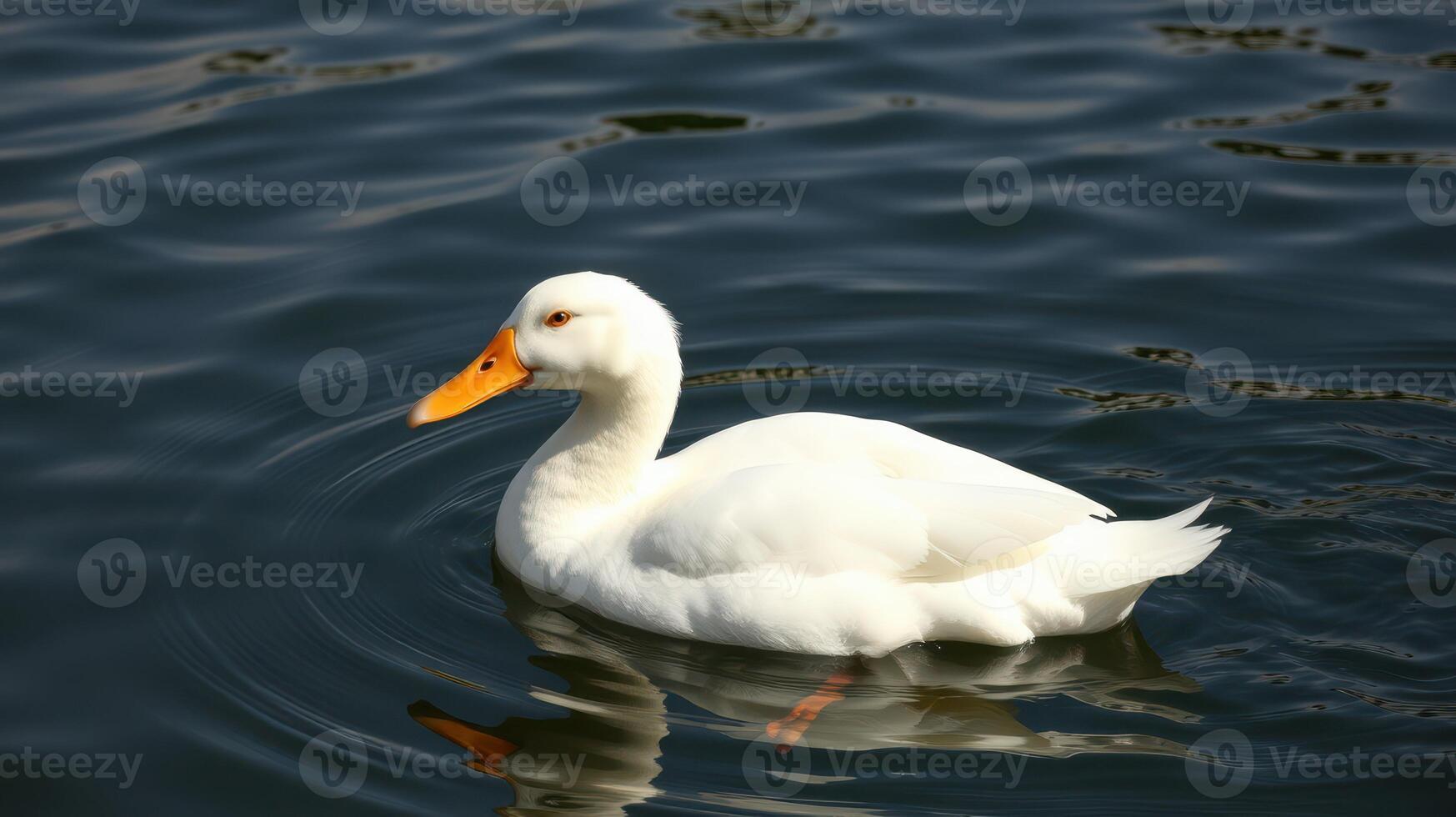 White duck swimming gracefully in a serene pond during a sunny afternoon photo