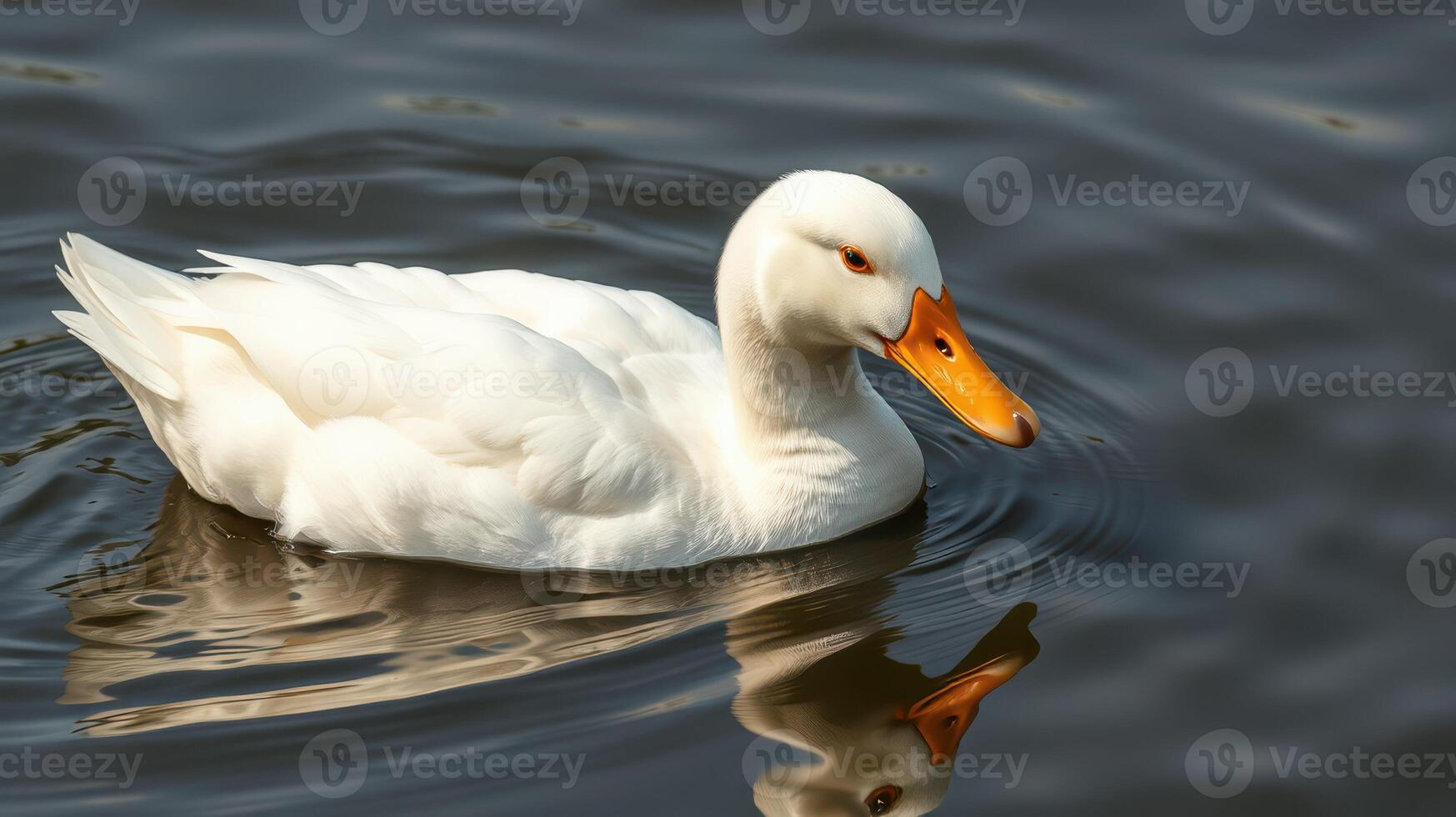 White duck gliding peacefully on calm water at a serene lake during midday photo