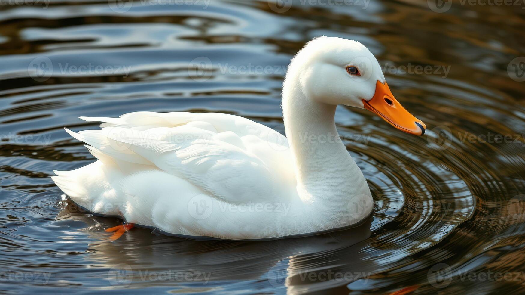 White duck swimming in clear water with ripples reflecting sunlight in a tranquil setting during midday photo