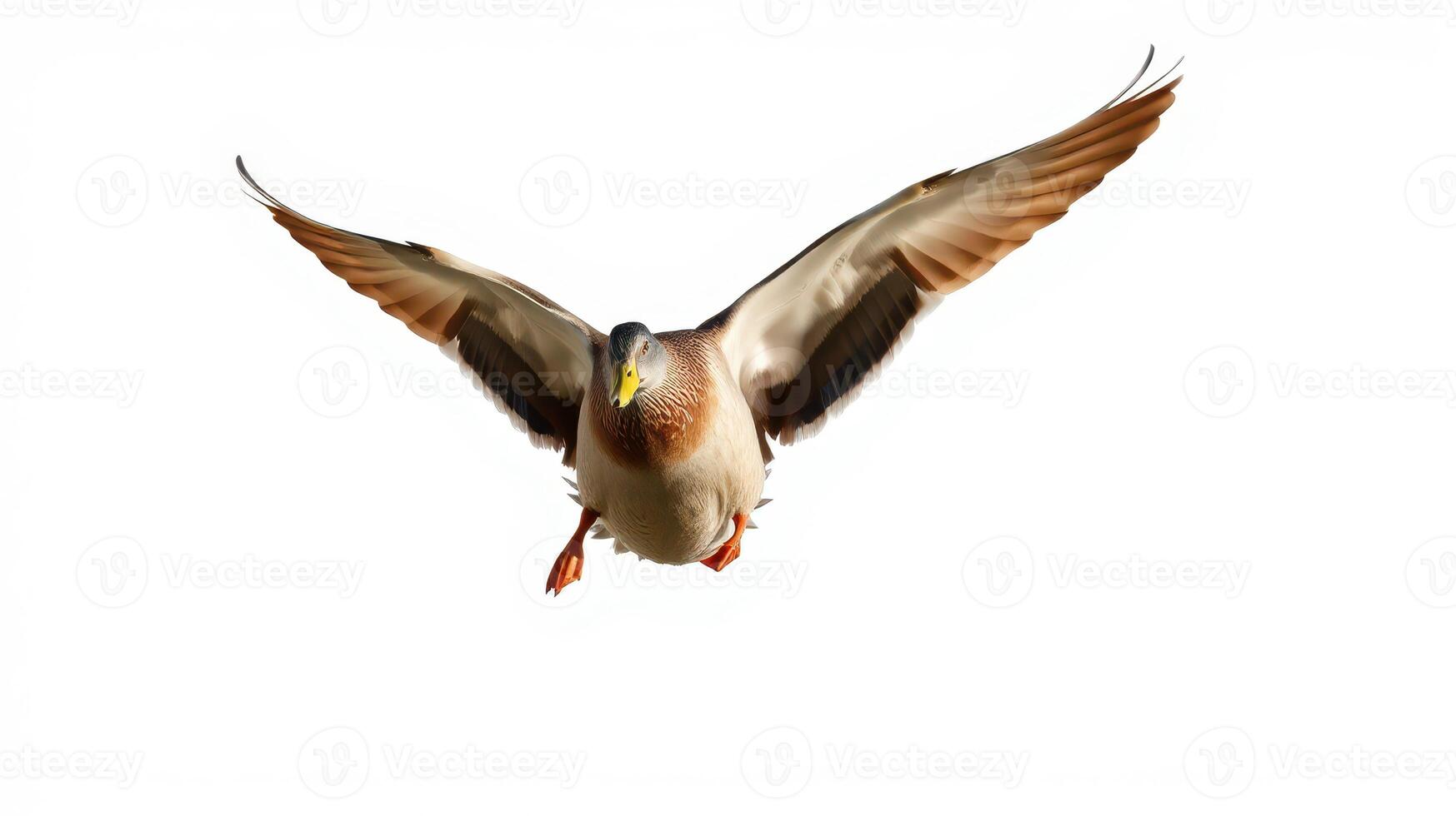 Bird in flight showcasing wingspread against a plain background during daytime in a natural setting photo