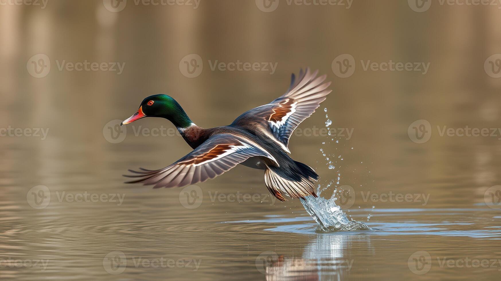 Duck takes flight over calm water during golden hour at a tranquil lakeside location photo