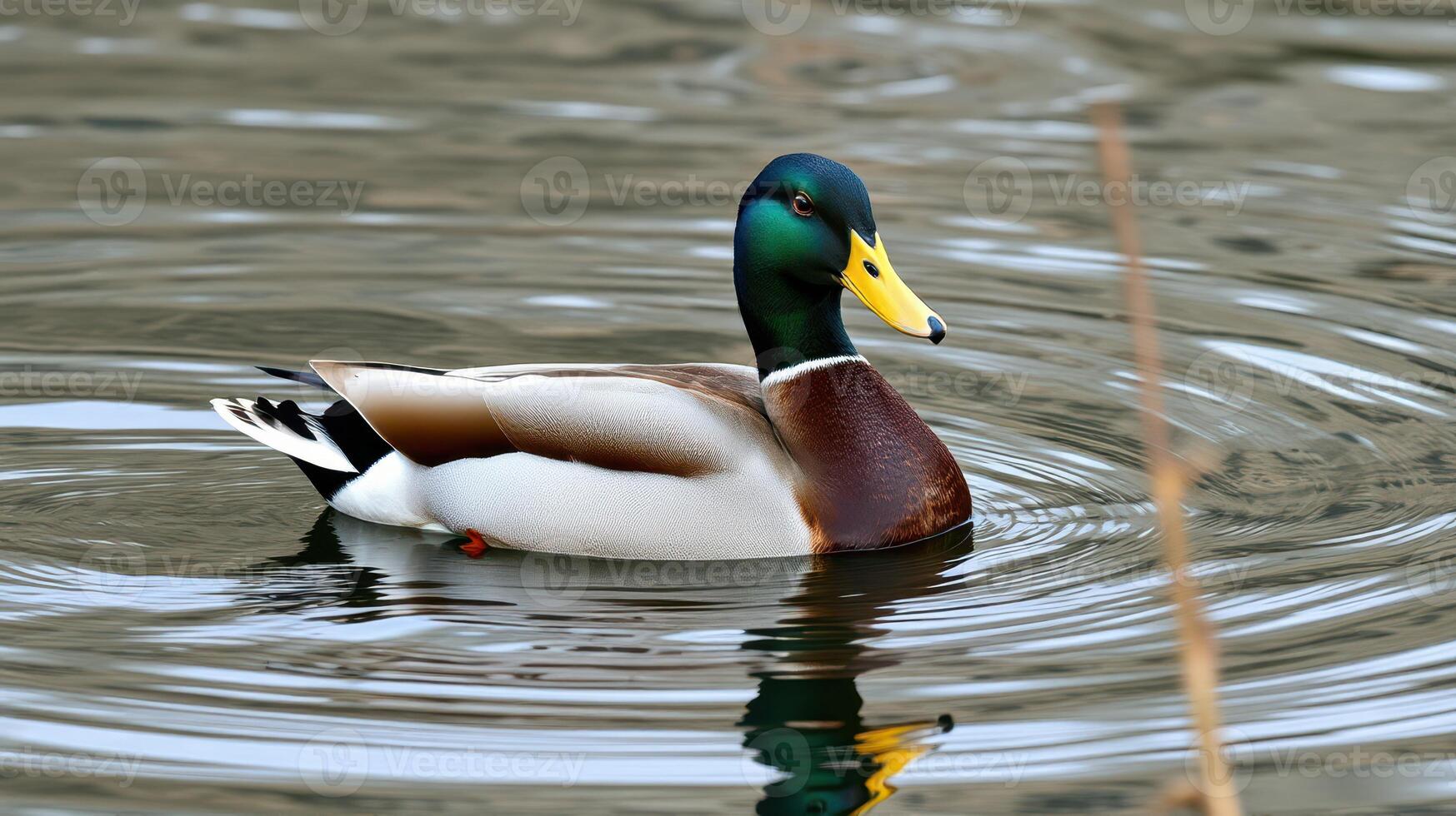 Colorful mallard duck gracefully swims in calm waters surrounded by nature in the early morning light photo