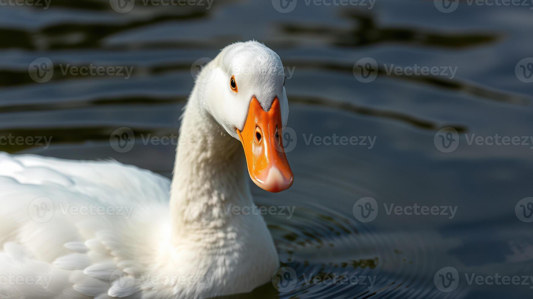 White duck swimming gracefully in calm water on a sunny day in the park photo
