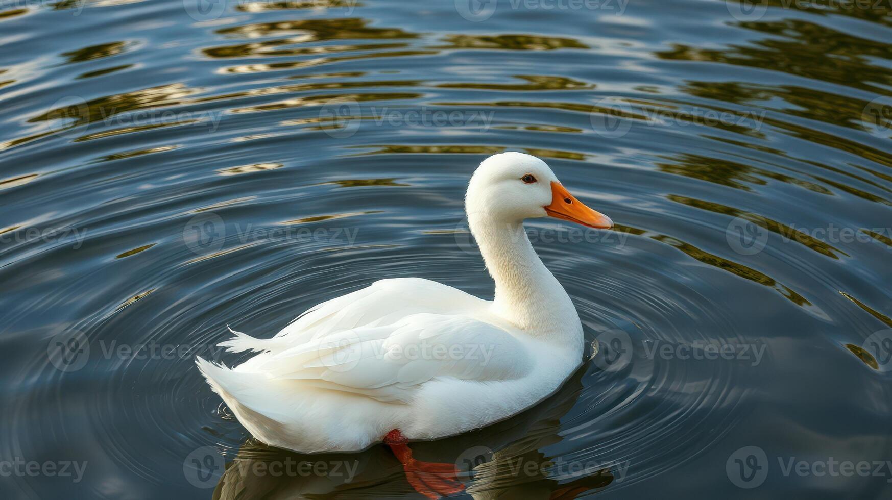 White duck swims gracefully in tranquil water creating circular ripples photo