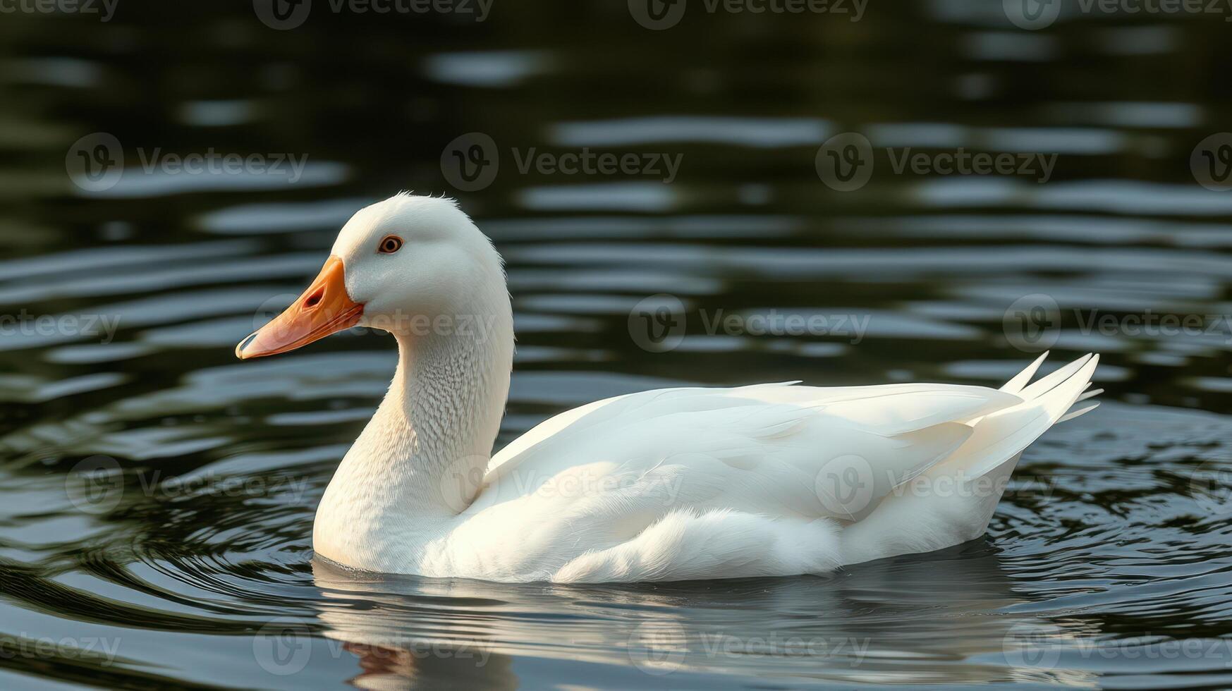White duck swimming gracefully in a serene pond during the early morning light photo