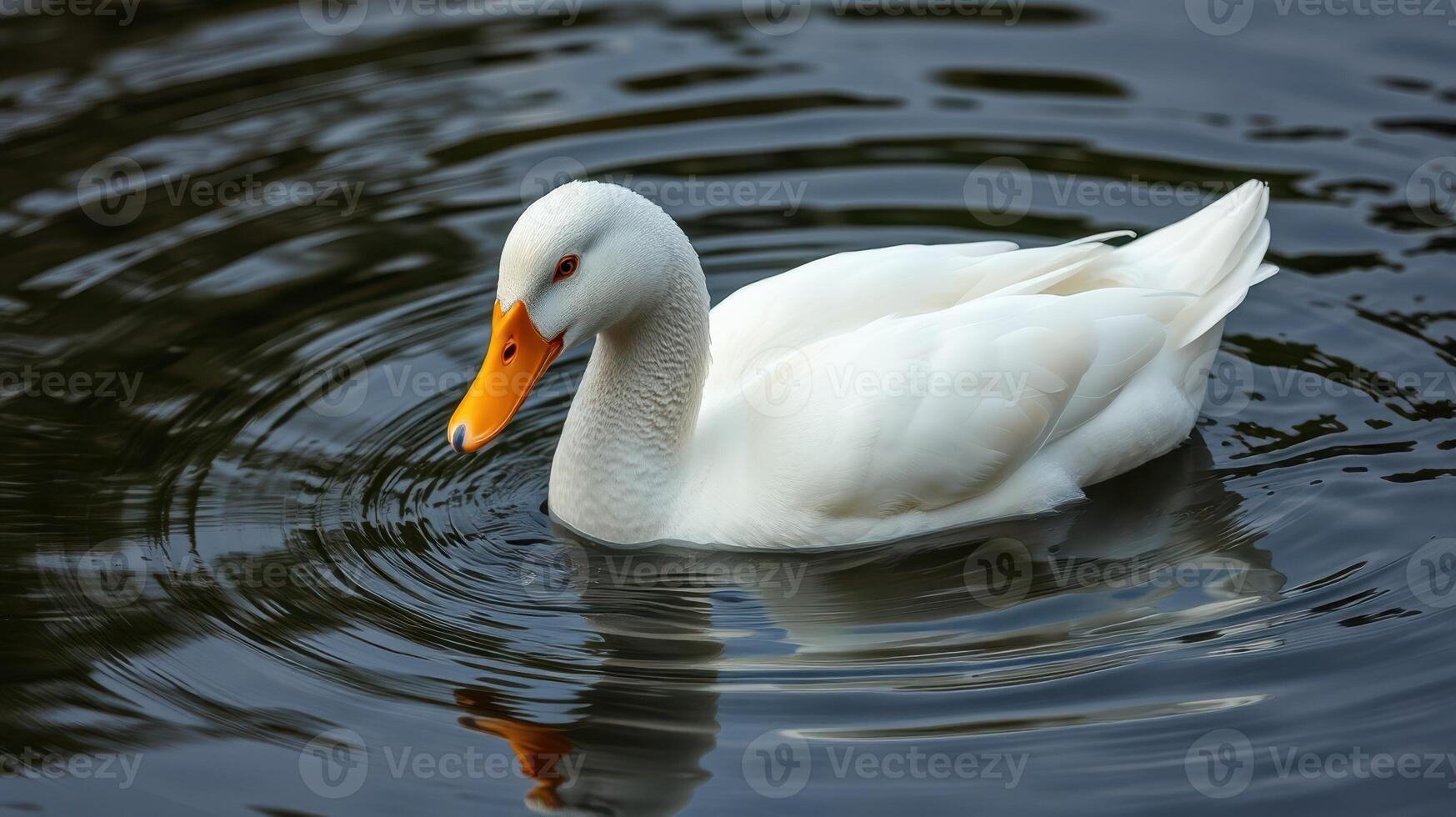 Elegant white duck glides serenely over the calm water surface in a tranquil pond photo
