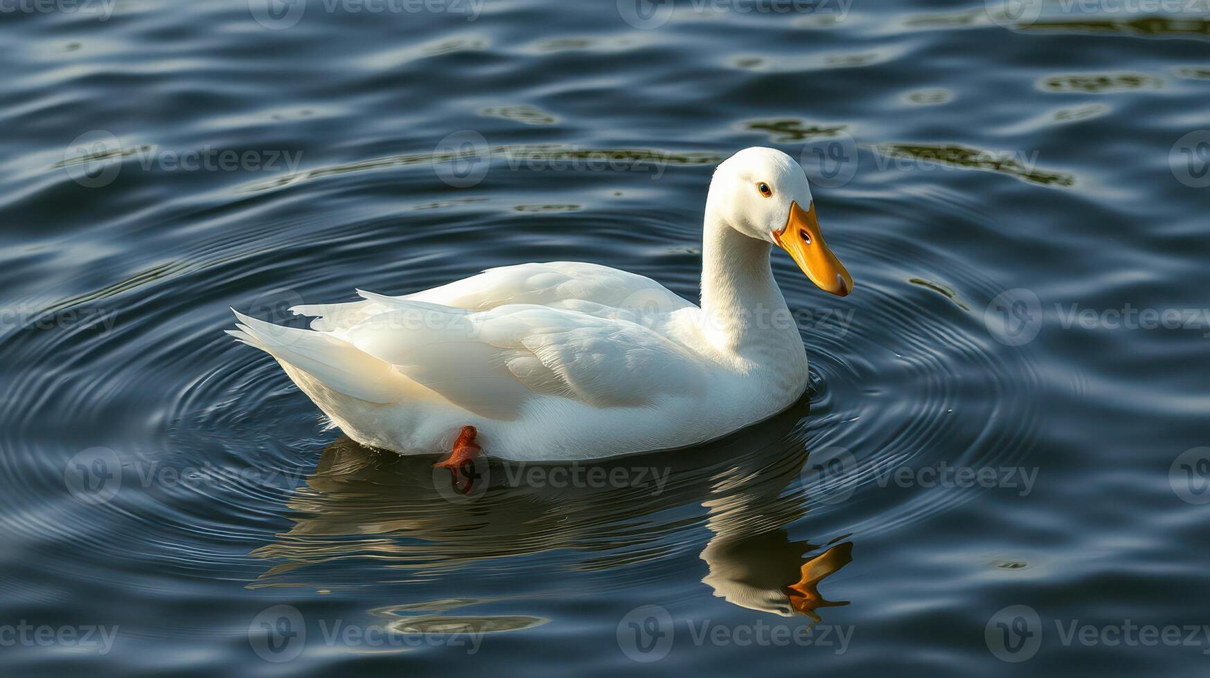 White duck swimming gracefully across a serene pond during the early morning light photo