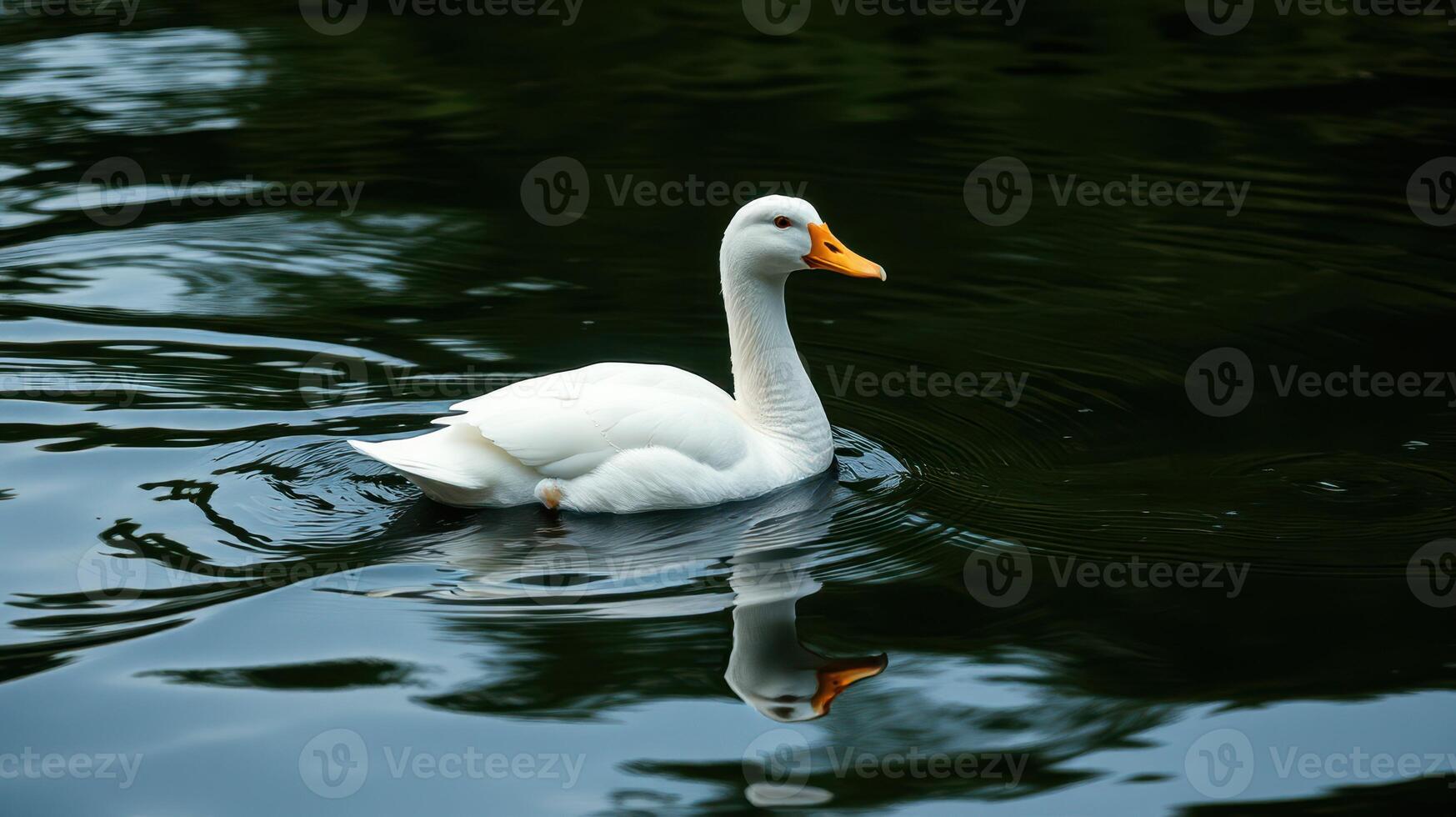Majestic white duck swimming gracefully on tranquil water in a serene natural setting photo