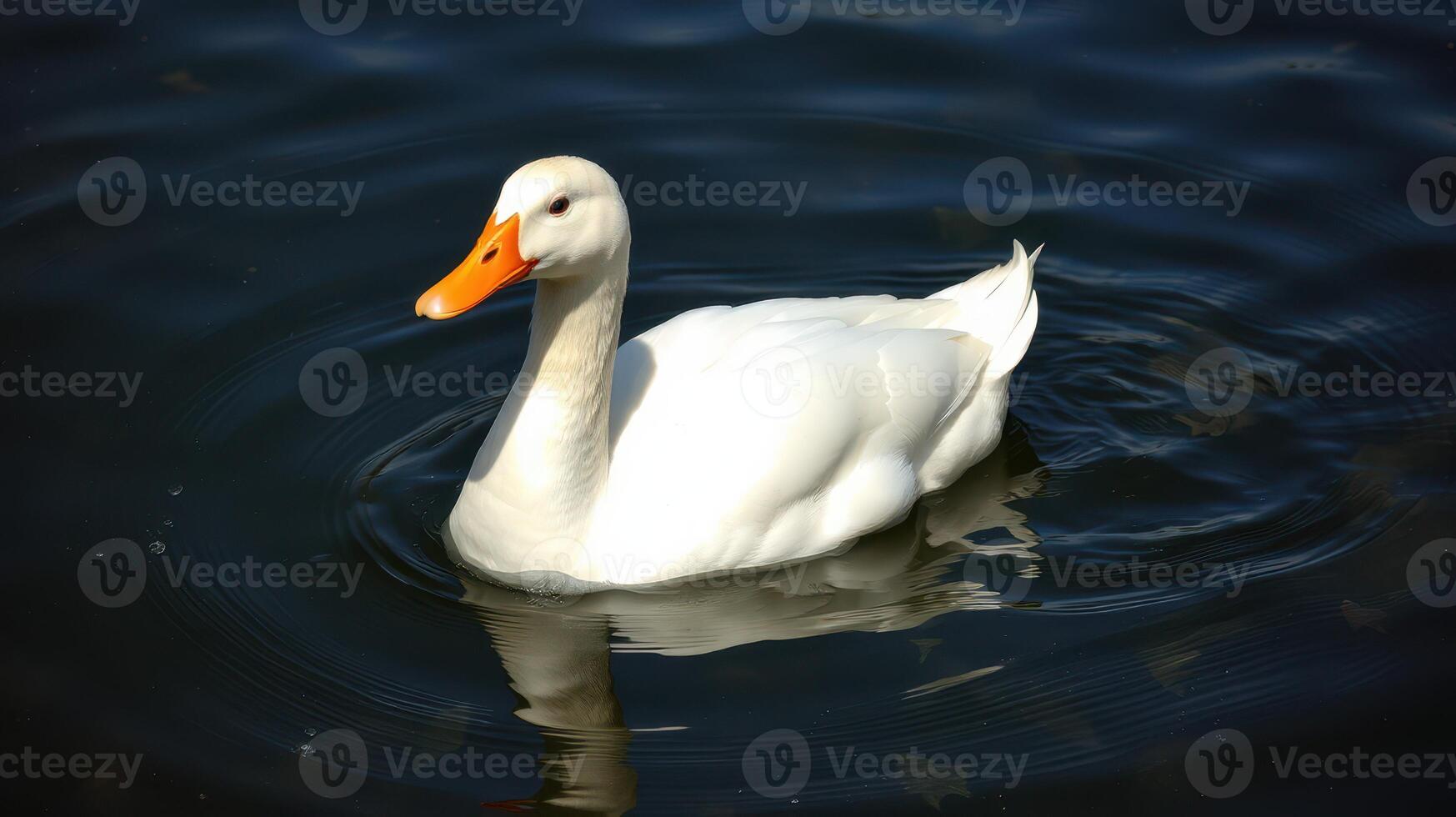 White duck swimming gracefully in calm water on a sunny day at a local park photo