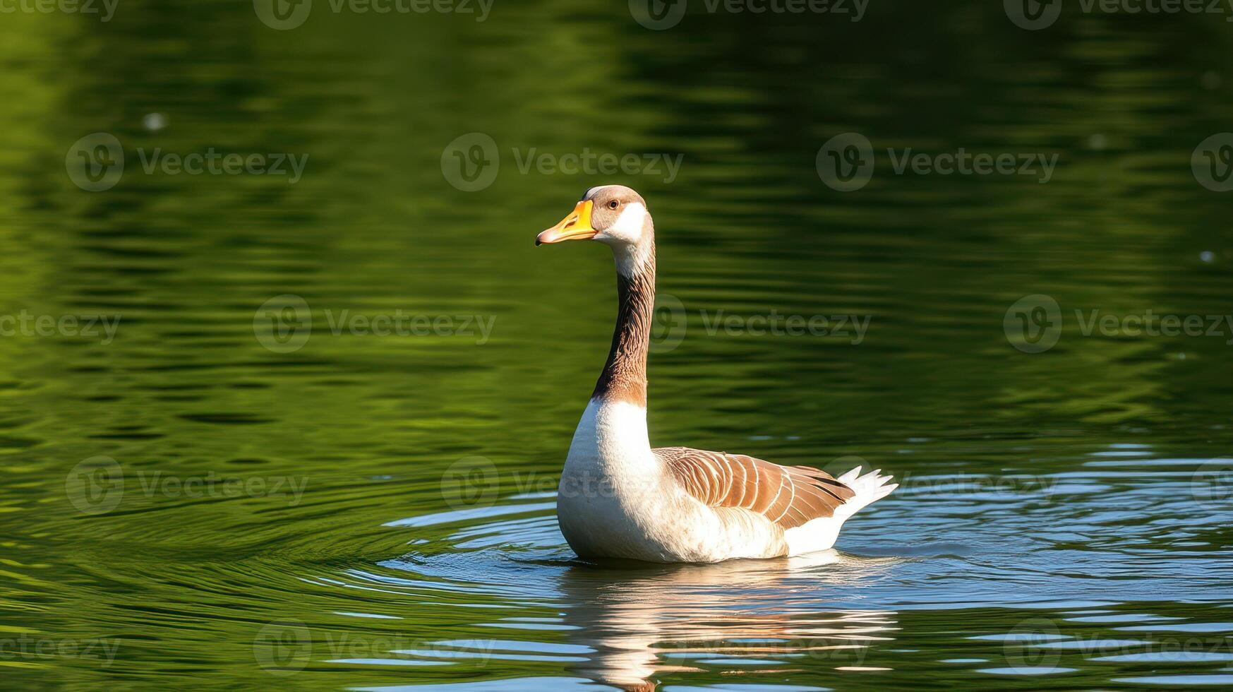 Beautiful goose gracefully swimming in tranquil water with lush green reflections during a sunny day photo