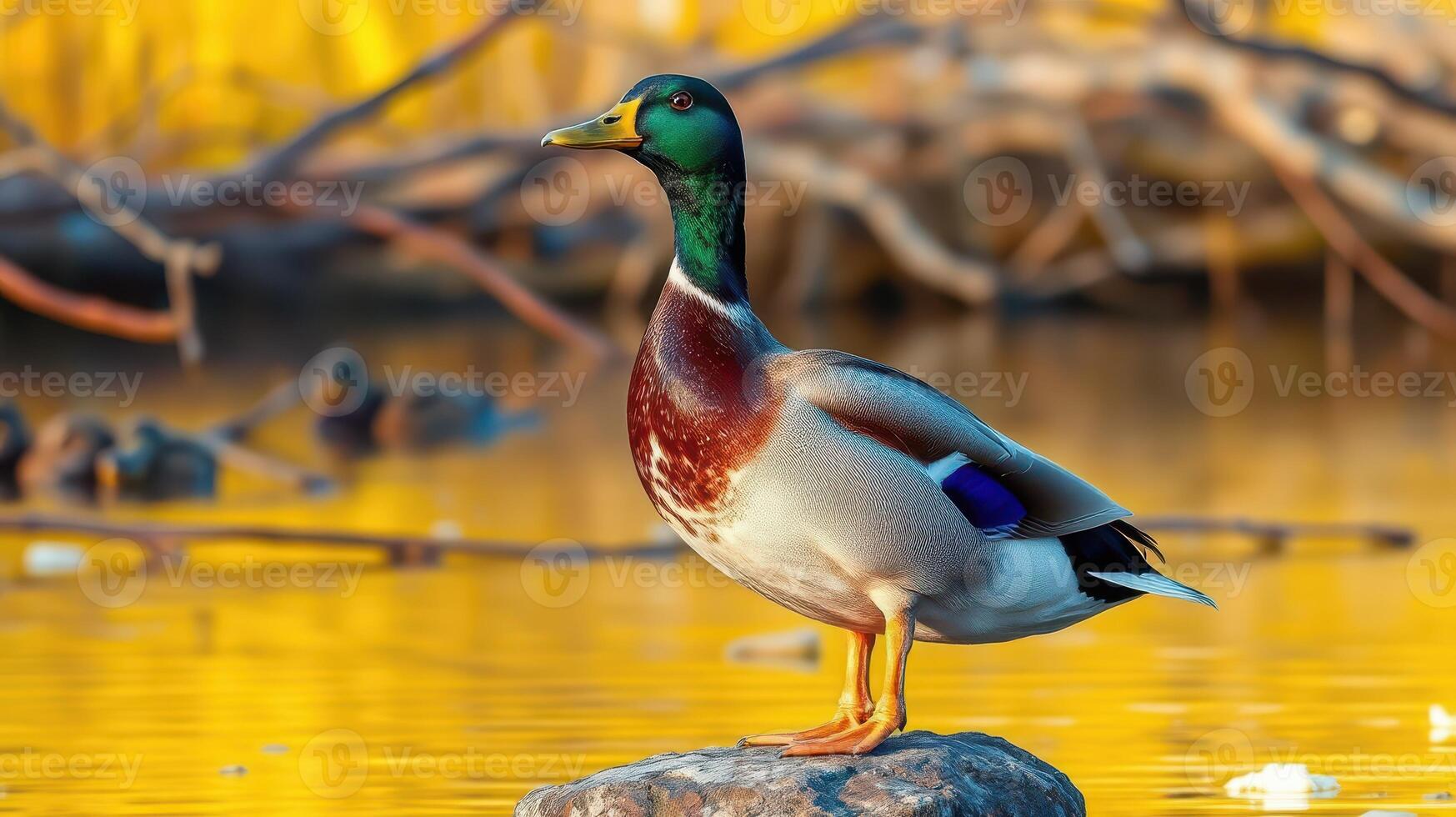 Colorful mallard duck standing on a rock by the lake during golden hour in a natural setting photo