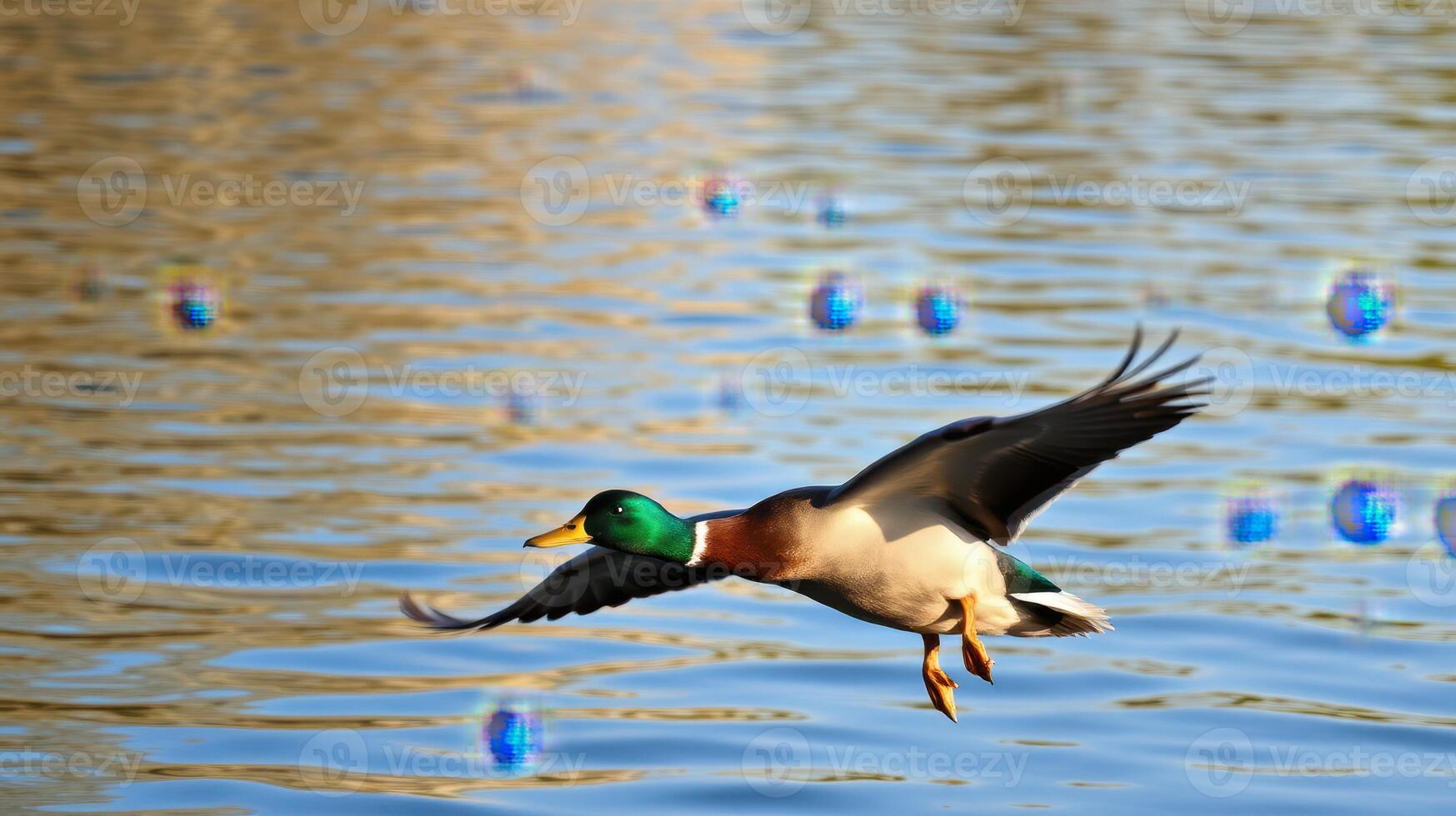 Mallard duck flying over calm water with reflections and bubbles in the background during sunset photo