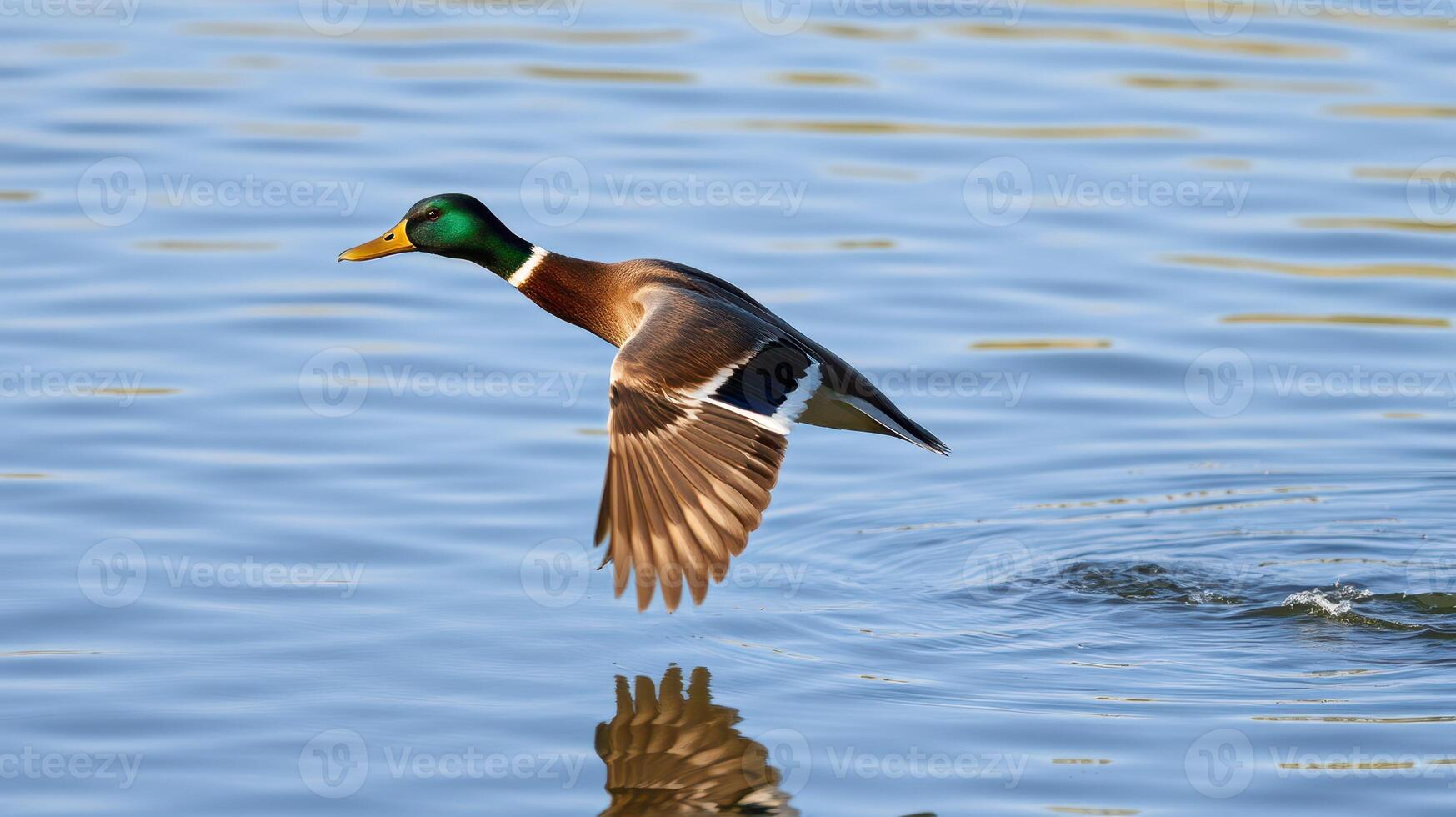 Mallard duck in flight over calm water during golden hour at a serene lake photo