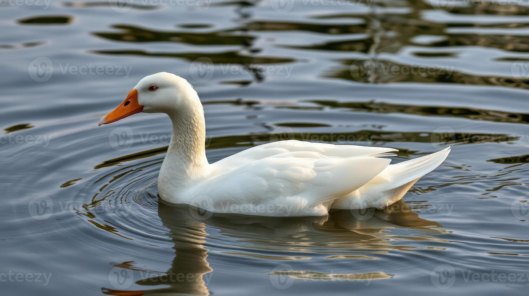 White duck swims gracefully in a serene pond on a sunny afternoon surrounded by calm water photo