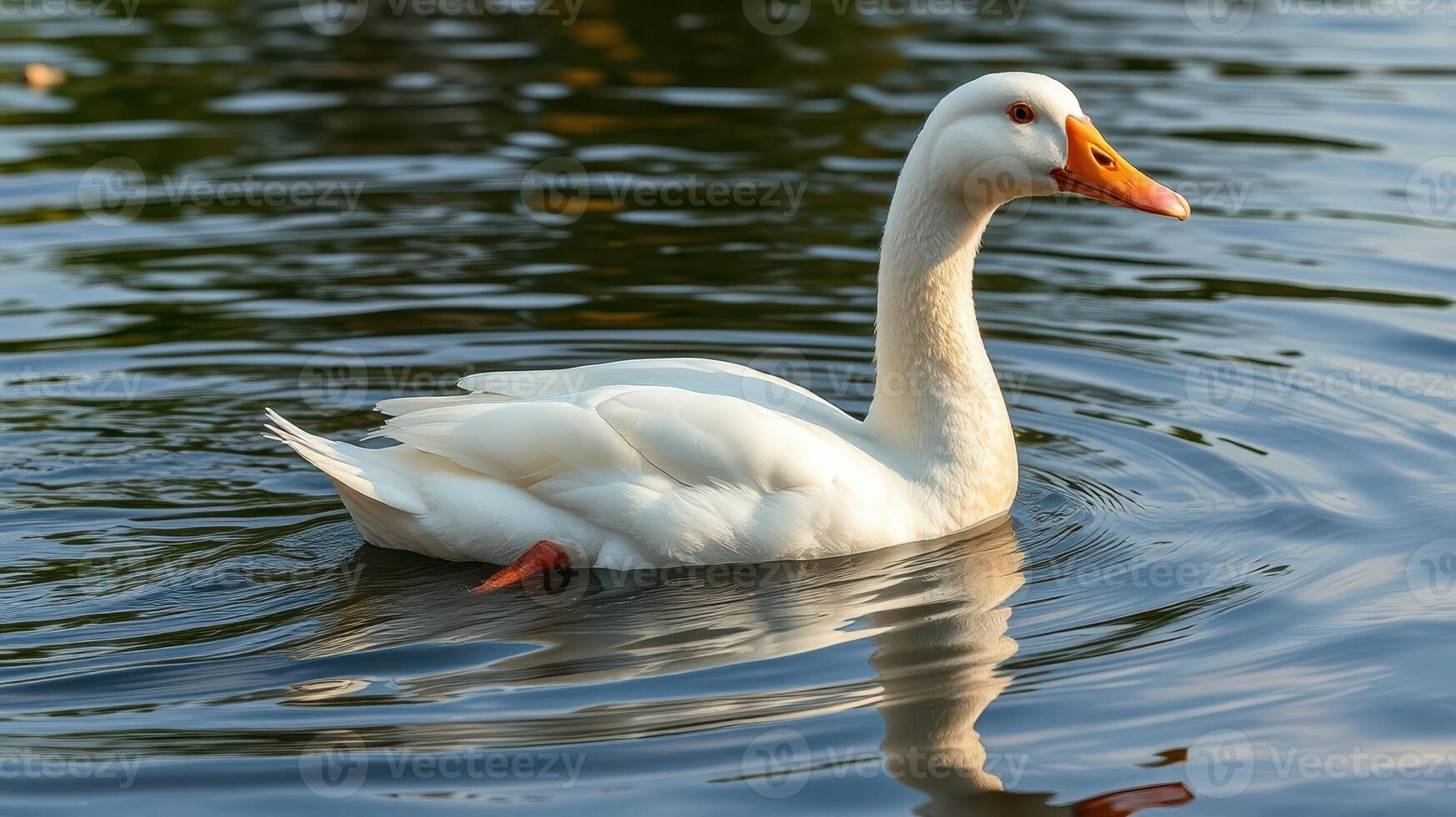 White duck swimming gracefully on a serene lake during golden hour with gentle ripples in the water photo
