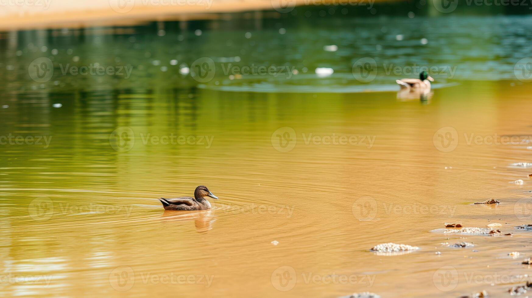Ducks swim peacefully in a serene freshwater pond surrounded by lush greenery on a sunny day photo