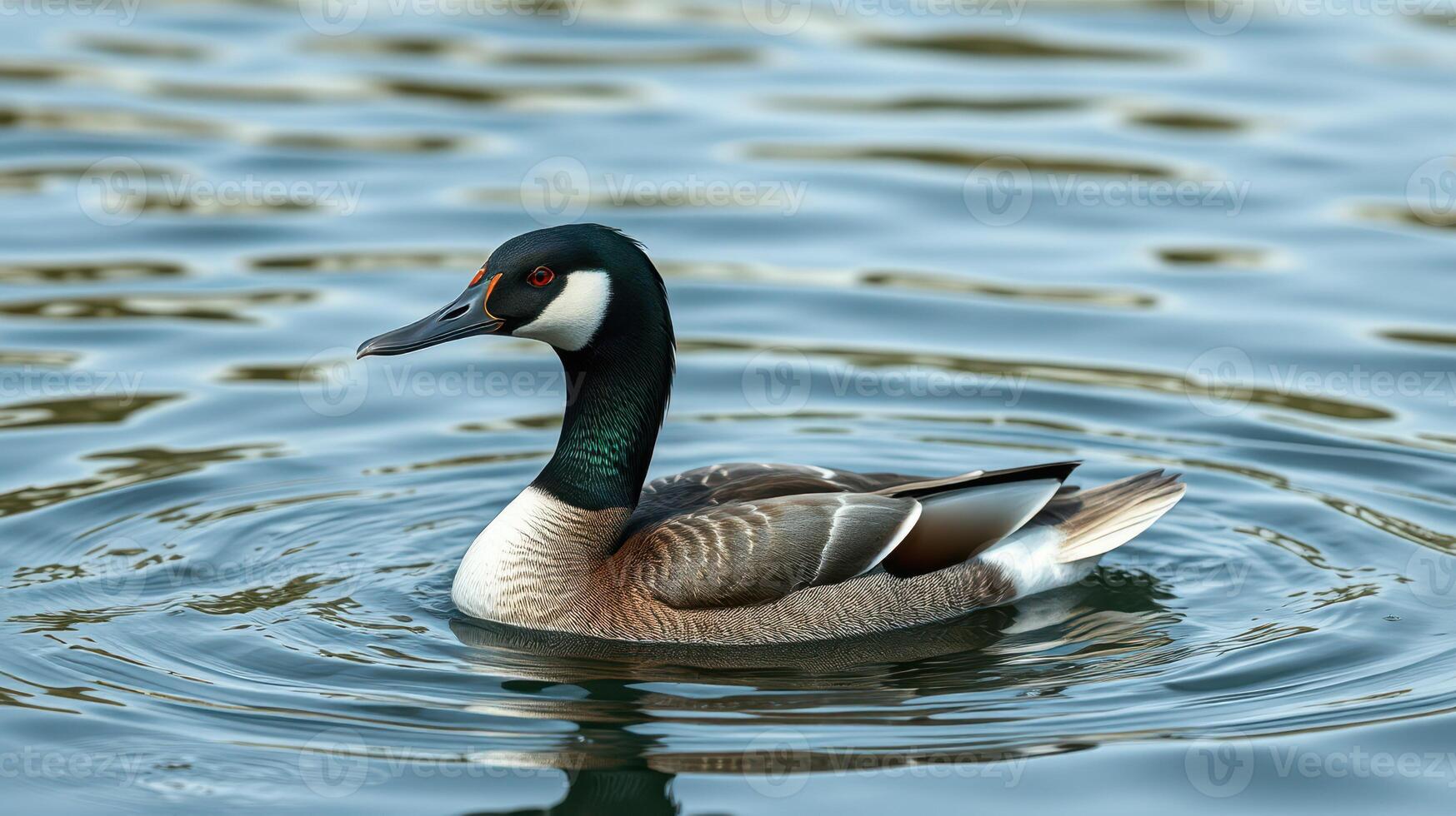 Beautiful duck swimming in calm waters at a serene lake during a sunny afternoon photo