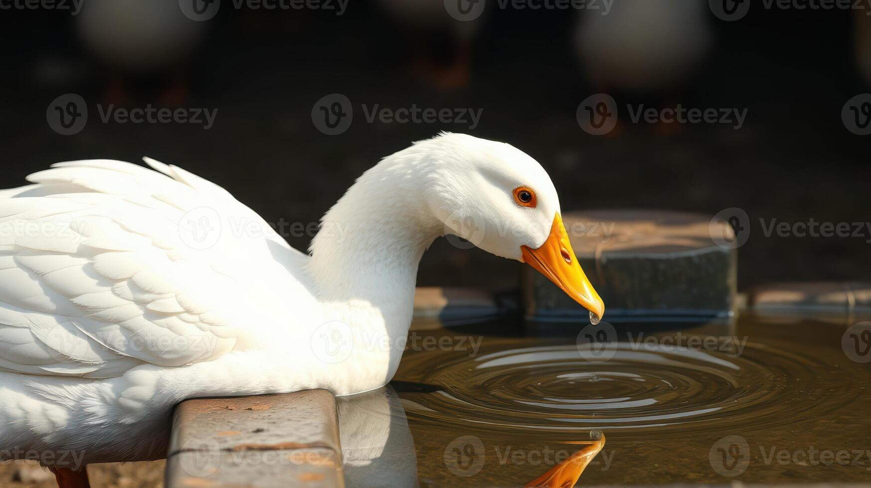White duck drinking water beside stones in a peaceful environment during daylight hours photo
