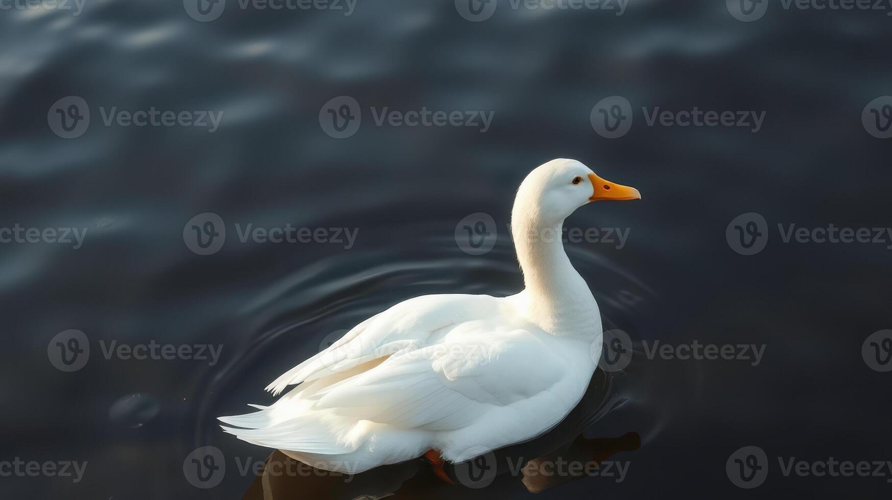 White duck swimming calmly on dark water during daylight in a peaceful natural setting photo