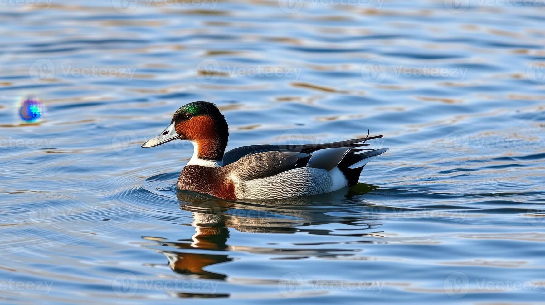 Colorful duck paddles across a shimmering lake under bright sunlight in a tranquil natural setting photo