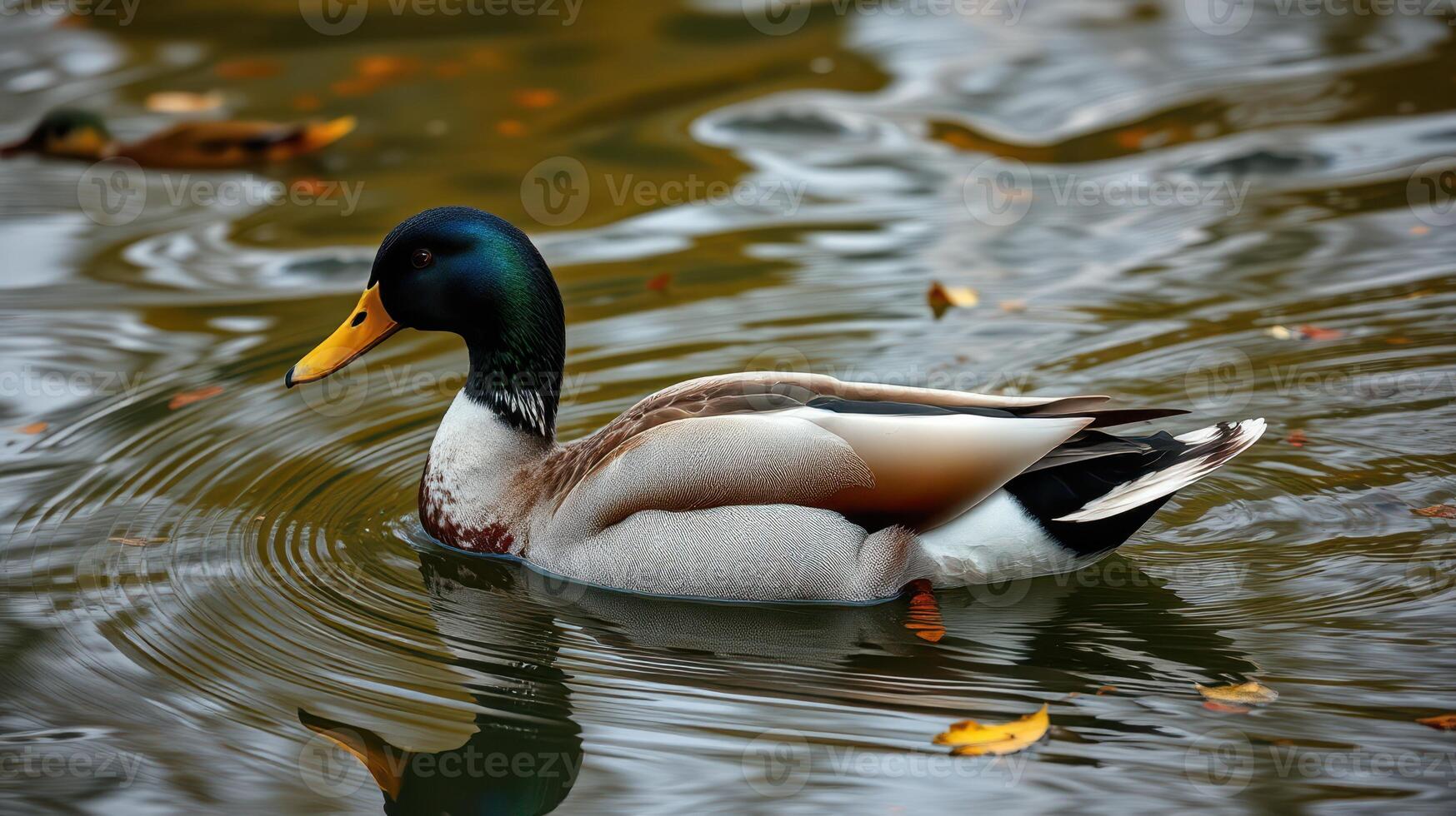 Mallard duck swimming gracefully in a serene pond surrounded by autumn leaves photo