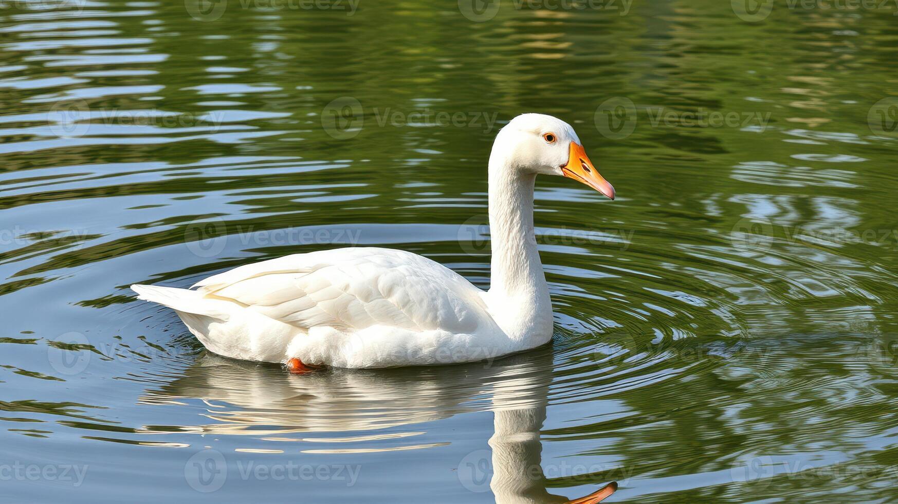 White goose swimming gracefully in a serene pond surrounded by lush greenery photo