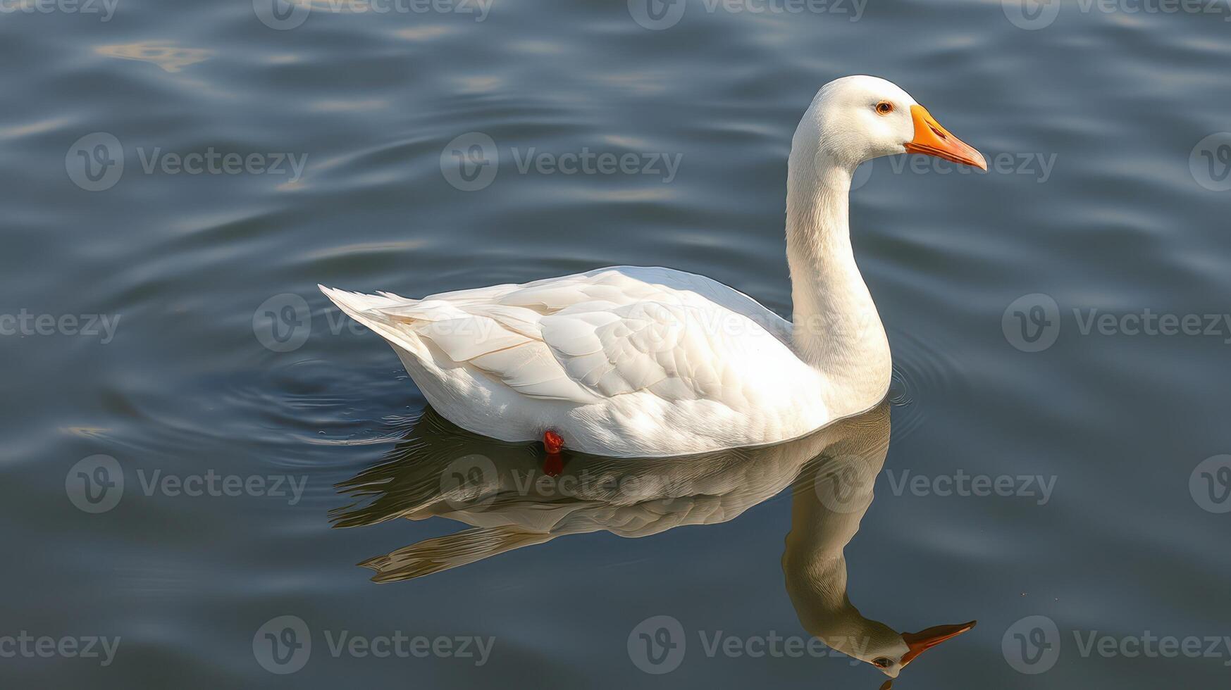 White duck gracefully swims in calm water reflecting its surroundings photo