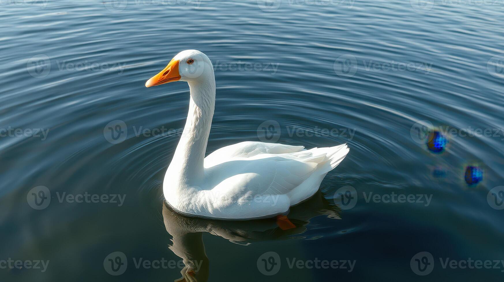 White goose swims gracefully on a calm lake at midday with gentle ripples reflecting sunlight photo
