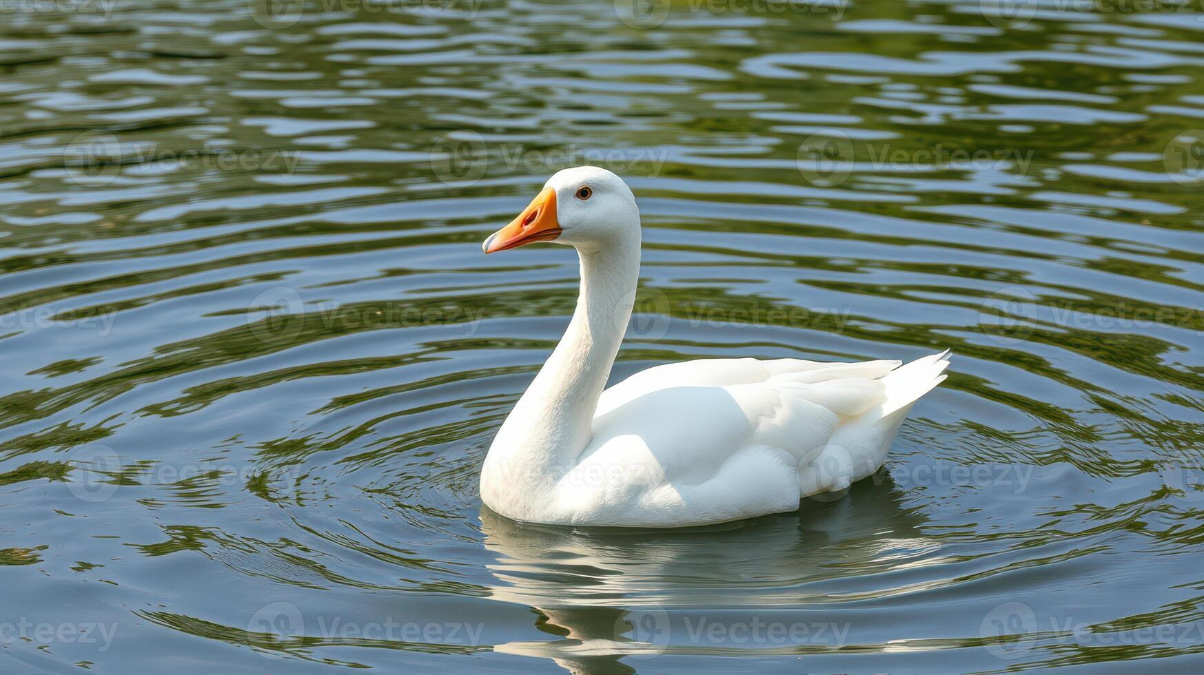 White goose gracefully swimming in a tranquil pond surrounded by rippling water at midday photo
