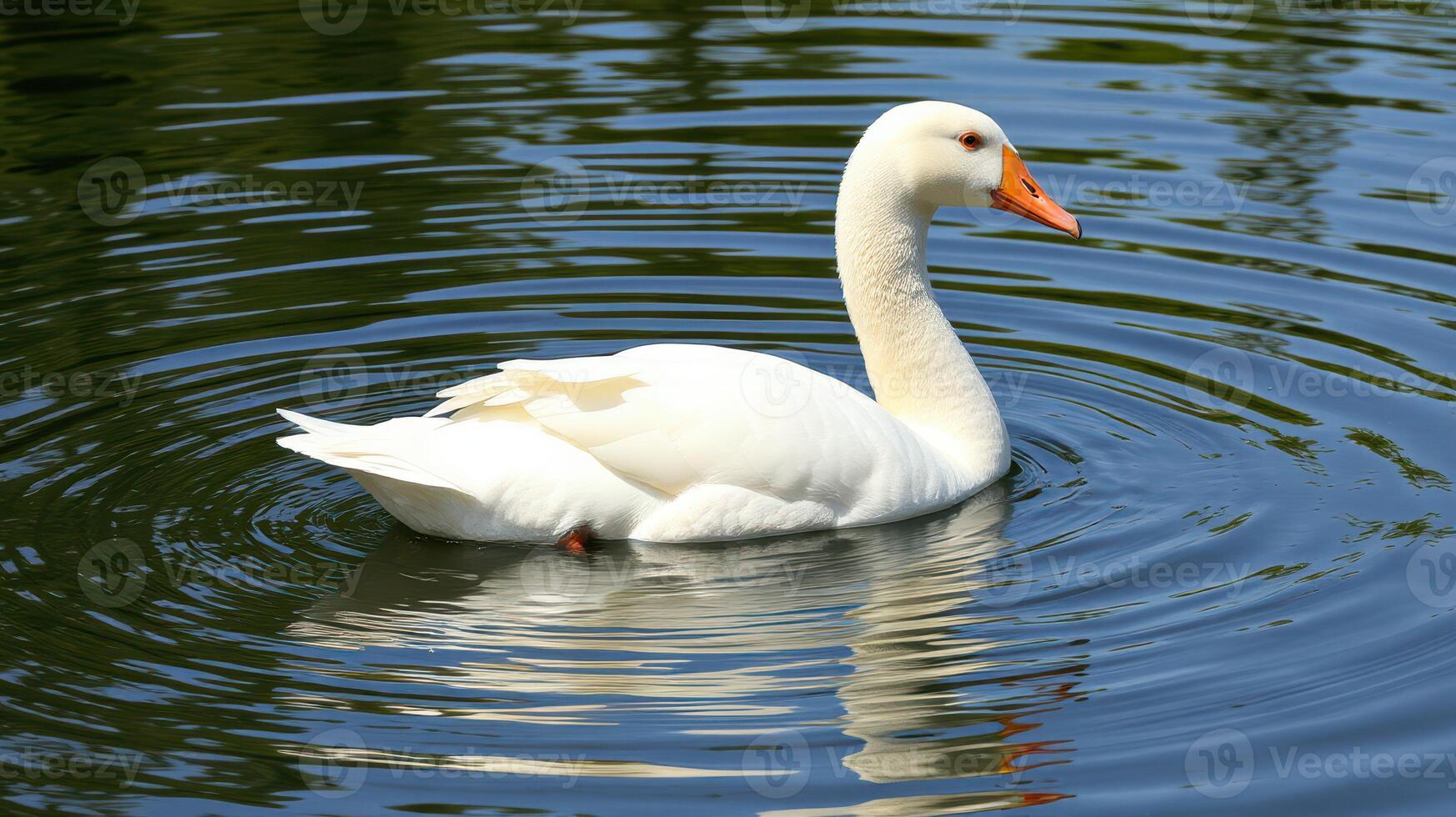 White goose gliding over a serene pond surrounded by greenery on a sunny day photo