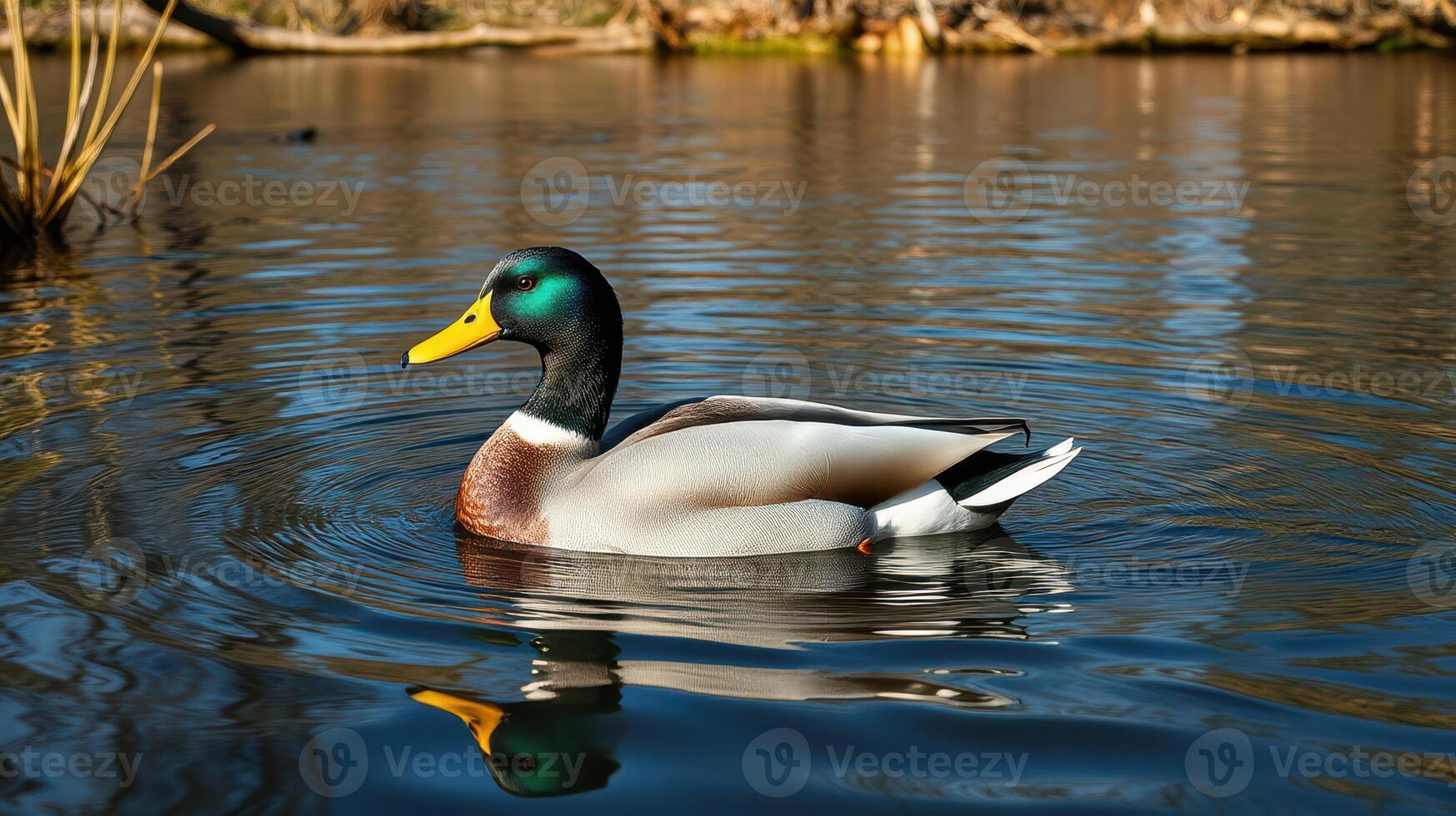 Mallard duck swimming peacefully in a tranquil pond surrounded by nature on a sunny day photo