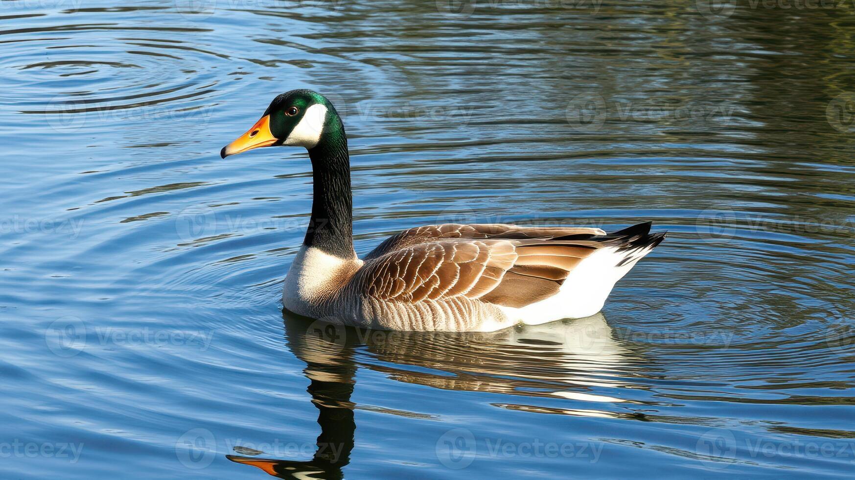 Mallard duck swimming calmly in a serene lake surrounded by nature during a sunny day photo