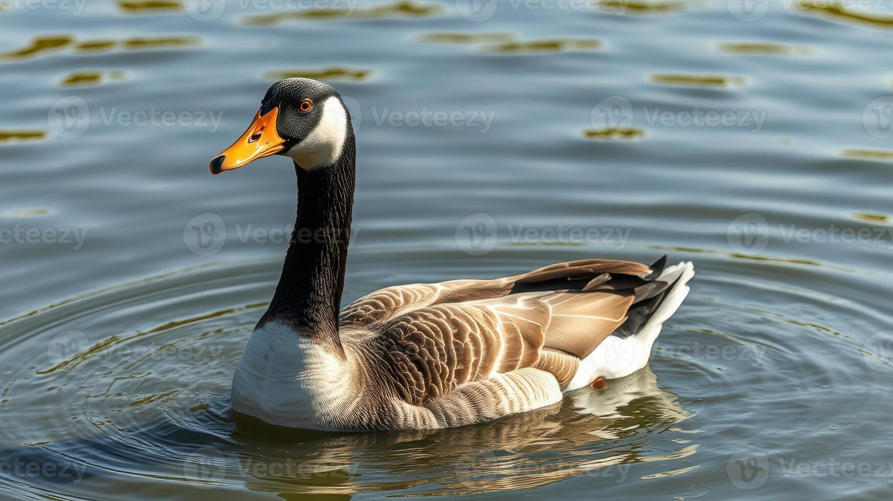 Duck swimming calmly in a serene pond during a sunny day photo