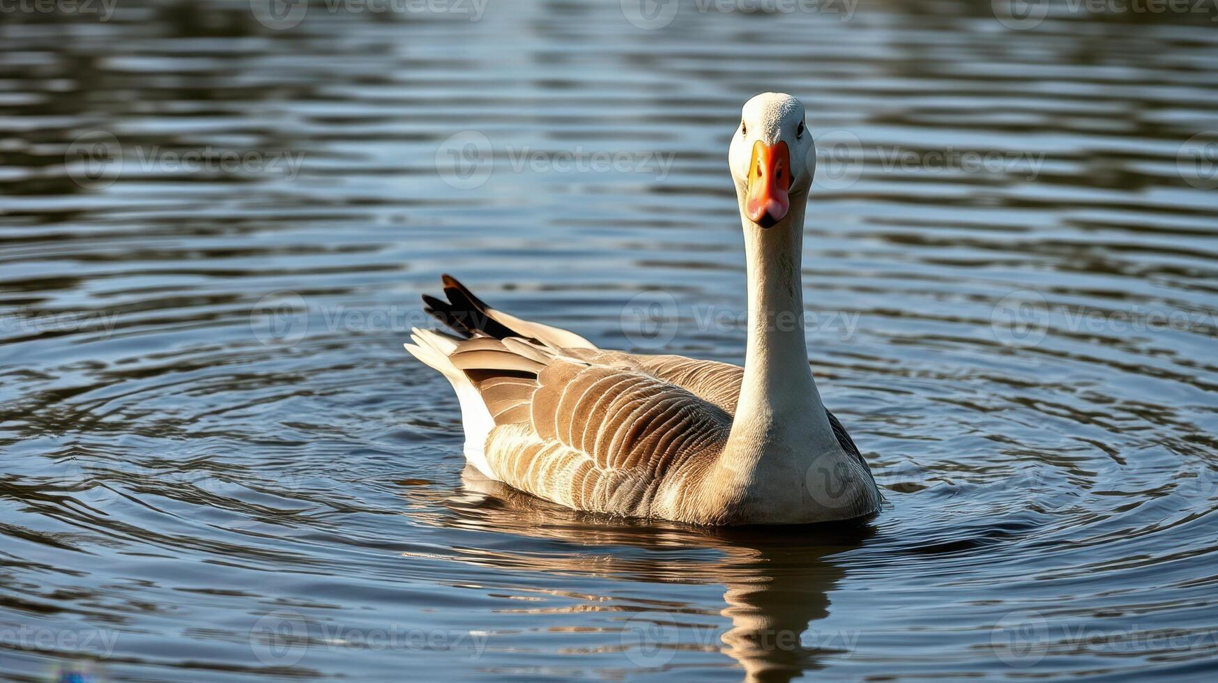 Goose swimming in calm water reflecting the sunlight with ripples surrounding it photo