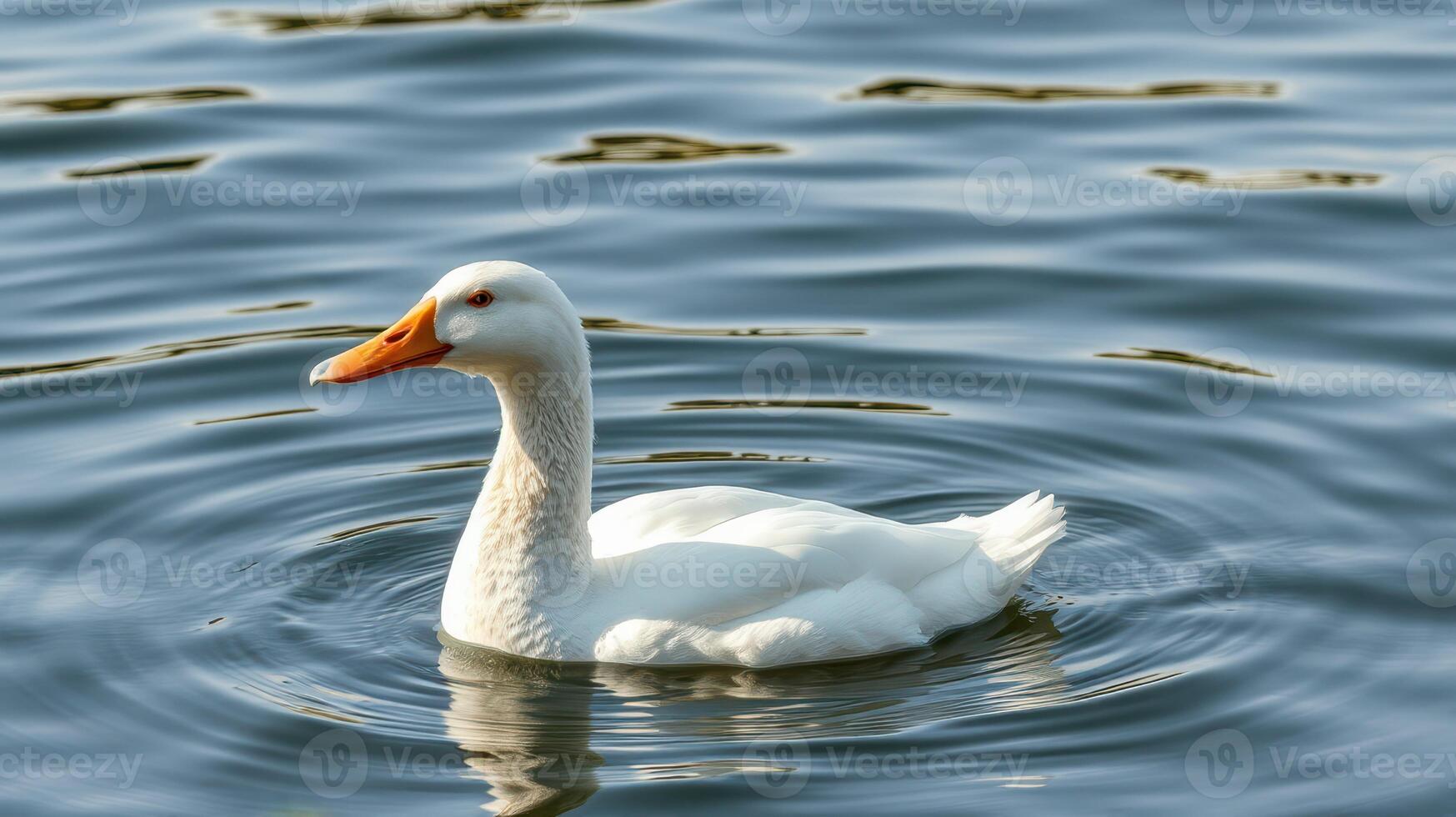 White duck swimming peacefully in calm waters during a sunny day at a local pond photo