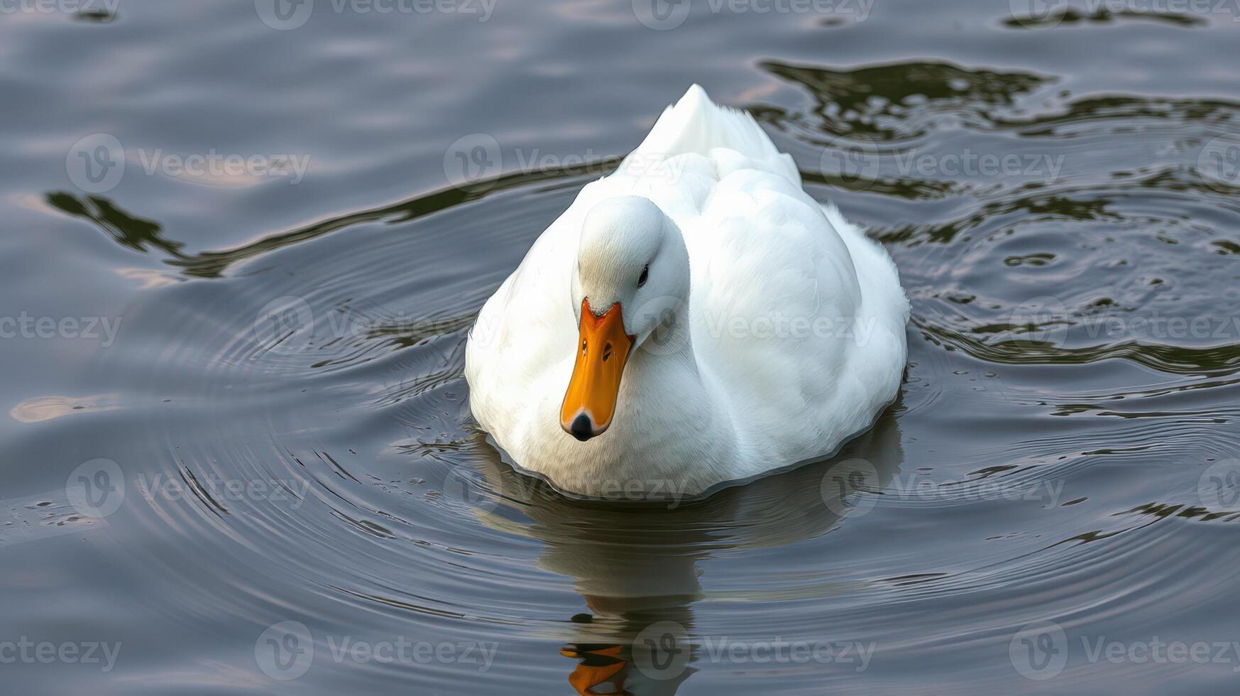 White duck swimming gracefully in calm pond water during a sunny afternoon photo