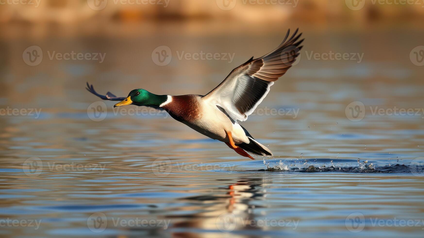 Mallard duck takes flight over shimmering water at dawn in a tranquil natural setting photo