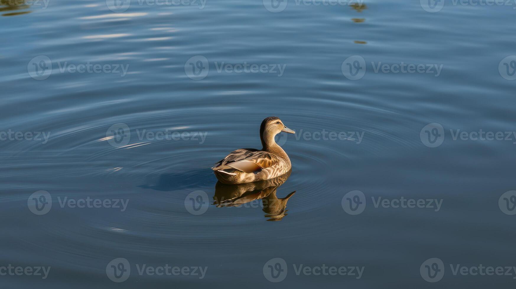 Calm duck swimming in serene water with ripples during a sunny afternoon photo